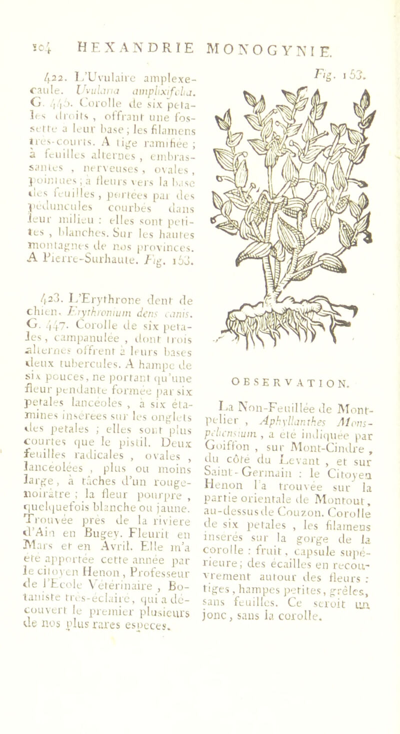 so4 HEXANDRIE 422. L’UvuIaire amplexe- oaule. Uvulana amphxifchj. G. /, |6. Corolle île six péta- les droits , offrant une fos- sette a leur base ; les filamens très-courts. A tige ramifiée; à feuilles alternes , embras- sâmes , nerveuses, ovales, pointues ; a fleurs s ers la b,1 se ii, s feuilles, portées pat des jpéduncules courbés dans leur milieu : elles sont peti- tes , blanches. Sur les hautes montagnes île nos provinces. A Pierre-Surhaute. /Ig. 163. /jad. L’Erythrone dent de chien. Lryrhroniuin dais canis. G. 447- Corolle de six péta- les, campanulée , dont trois alternes offrent à leurs bases vieux tubercules. A hampe de six pouces, ne portant qu’une fleur pendante formée par six petales lancéolés , à six éta- mines insérées sur les onglets des petales ; elles sont plus courtes que le pistil. Deux feuilles radicales , ovales , lancéolées , plus ou moins large, à tâches d’un rouge- noiràtre ; la fleur pourpre , quelquefois blanche ou jaune. Trouvée près de la riviere d’Ain en Bugey. Fleurit en Mars et en Avril. Elle tn’a ete apportée cette année par le citoyen Henon, Professeur vie J Ecole Vétérinaire , Bo- taniste tres-éclairé, qui a dé- couvert le premier plusieurs de nos plus rares especes. M O N O G Y N I E. Fig. i53. OBSERVATION. La Non-Feuillée de Mont- pelier , Aphyllanxhes Alom- Pilicnsium , a été indiquée par Goiffon , sur Mont-Cindre , du côte du Levant , et sur Saint-Germain : le Citoyen Henon l a trouvée sur la partie orientale île Montout, au-dessus de Couzon. Corolle de six petales , les filamens insérés sur la gorge de la corolle : fruit, capsule supé- rieure; des écailles en recou- vrement autour des fleurs : tiges, hampes petites, grêles, sans feuilles. Ce serait un. jonc, sans ia corolle.