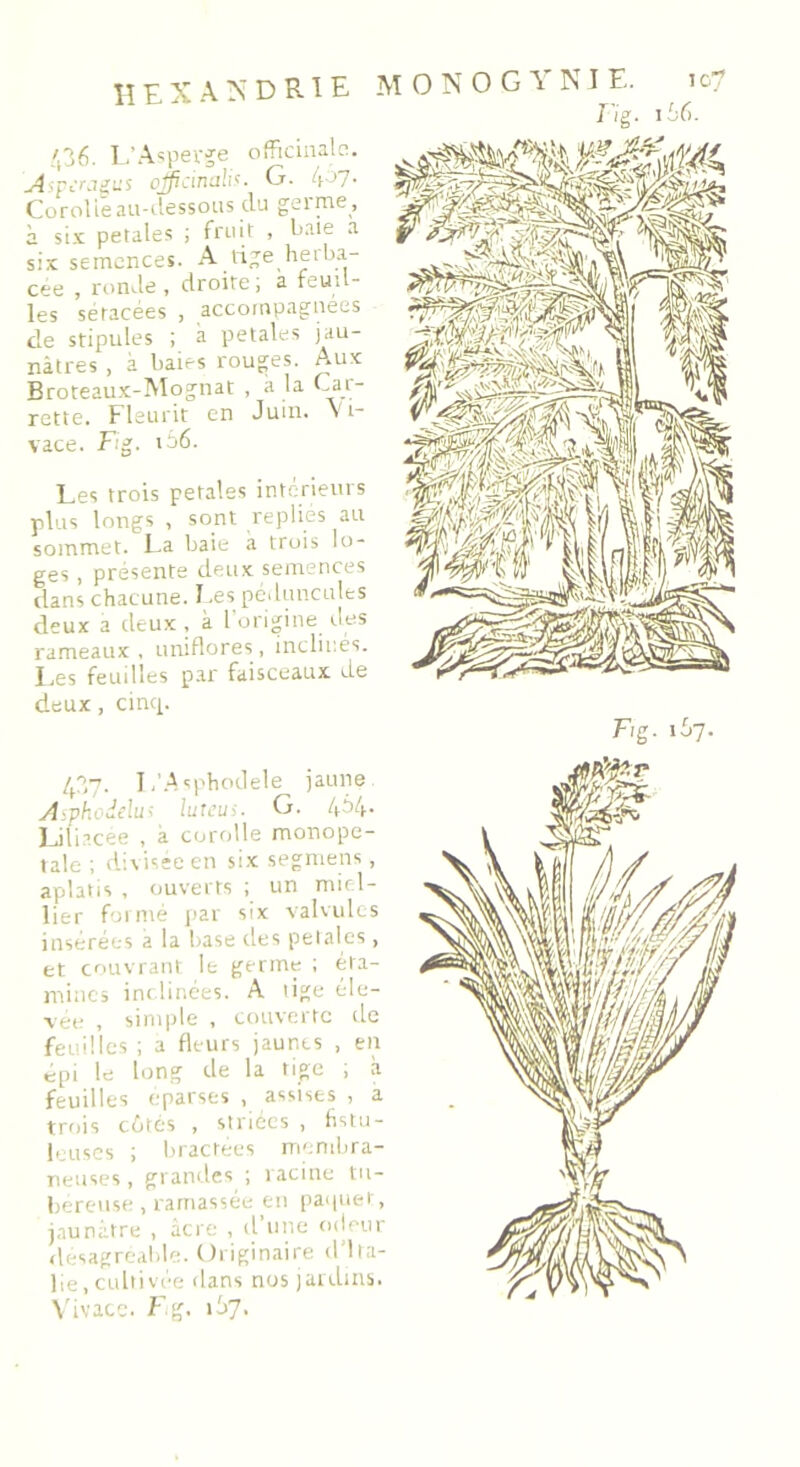 436. L’Asperge officinale. Aspcragus officinal;'. G. 4^7- Corolle au-dessous du gel me , à six petales ; fruit , baie a six semences. A tige herba- cée , ronde , droite; a feuil- les seracées , accompagnées de stipules ; a petales jau- nâtres , à baies rouges. Aux Broteaux-Mognat , à la Char- rette. Fleurit en Juin. V1- vace. Fig. 11»6. Les trois petales intérieurs plus longs , sont replies au sommet. La baie à trois lo- ges , présente deux semences dans chacune. Les peduncules deux a deux , à l’origine des rameaux, uniflores, inclinés. Les feuilles par faisceaux de deux, cinq. ig. ih(>. F/g. i£>7* 4?<7. T /Asphodèle jaune A^phodelui lutcui. G. 4^4 • Liiiacee , à corolle monope- tale ; divisée en six segmens, aplatis , ouverts ; un miel- lier formé par six valvules insérées a la base des petales, et couvrant le germe ; éta- mines inclinées. A tige éle- vée , simple , couverte de feuilles ; a fleurs jaunes , en épi le long de la tige ; à feuilles éparses , «assises , a trois eûtes , striées , fistu- leuses ; bractées membra- neuses , grandes ; racine tu- béreuse , ramassée en paquet, jaunâtre , âcre , d’une odeur désagréable. Originaire d Ita- lie, cultivée dans nos jardins. Vivace. Fg. 167.