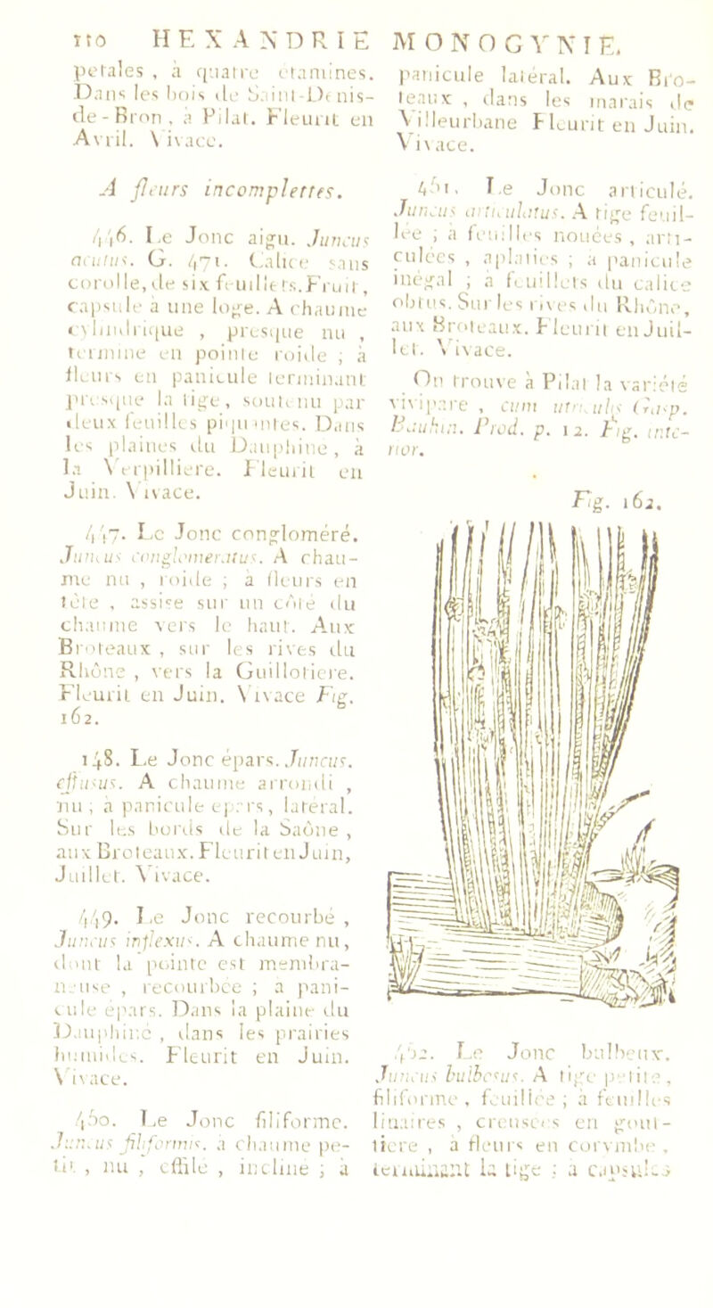 petales , a quatre ctamines. Dans les bois de Saitit-Dtnis- de-Bron, à Pilât. Fleurit en Avril. \ ivace. A fleurs incomplettes. /i |6. I.e Jonc aigu. Juneus acutus. G. 471. Calice sans corolle.de six feuillets.Fruit, capsule a une loge. A chaume cylindrique , presque nu , termine en pointe roide ; à fleurs en particule terminant presque la tige, soutenu par deux feuilles piqu unes. Dans les plaines du Dauphine, à la \ erpilliere. Fleurit en Juin. \ ivace. 447- Fc Jonc congloméré. Juihus conglomereitus. A chau- me nu , roide ; a fleurs en tète , assise sur lin côté du chaume vers le haut. Aux Broteaux , sur les rives du Rhône , vers la Guillotiere. Fleurit en Juin. Vivace Fie. 162. 148. Le Jonc épars. Juneus. ejjusus. A chaume arrondi , nu, a panicule eprrs, latéral. Sur les bords de la Saône , aux Broteaux. Fleurirent Juin, Juillet. V ivace. 449. Fe Jonc recourbé, Juneus inflexir-, A chaume nu, dont la pointe est membra- neuse , recourbée ; a pani- cule épars. Dans la plaine du Dauphiné , dans les prairies humides. Fleurit en Juin. Vivace. 450. Fe Jonc filiforme. Juruus fih forints, a chaume pe- tit , nu , effilé , incliné ; à panicule latéral. Aux Bi‘o- 1 eaux , dans les marais de \illeurbane Fleurit en Juin. Vivace. G'i, Fe Jonc articulé. Juneus anieuhtus. A tige fouil- lée ; a feuilles nouées, arti- culées , aplaties ; a panicule inégal ; à feuillets du calice obtus. Sur les rives du Rhône, aux Broteaux. Fleurit en Juil- let. Vivace. On trouve à Pilai la variété vivipare, ami utn.uhs (ùi<p. Buuhin. Frod. p. 12. Fig. mie- ri or. F:g. 16 2. Le Jonc bulbeux. Juneus buibesus. A tige p lits, filiforme, fouillée; à feuilles liuaires , creusées en gout- tière , à fleurs en corvmbe , tenoiaaat la tige ; a capsules