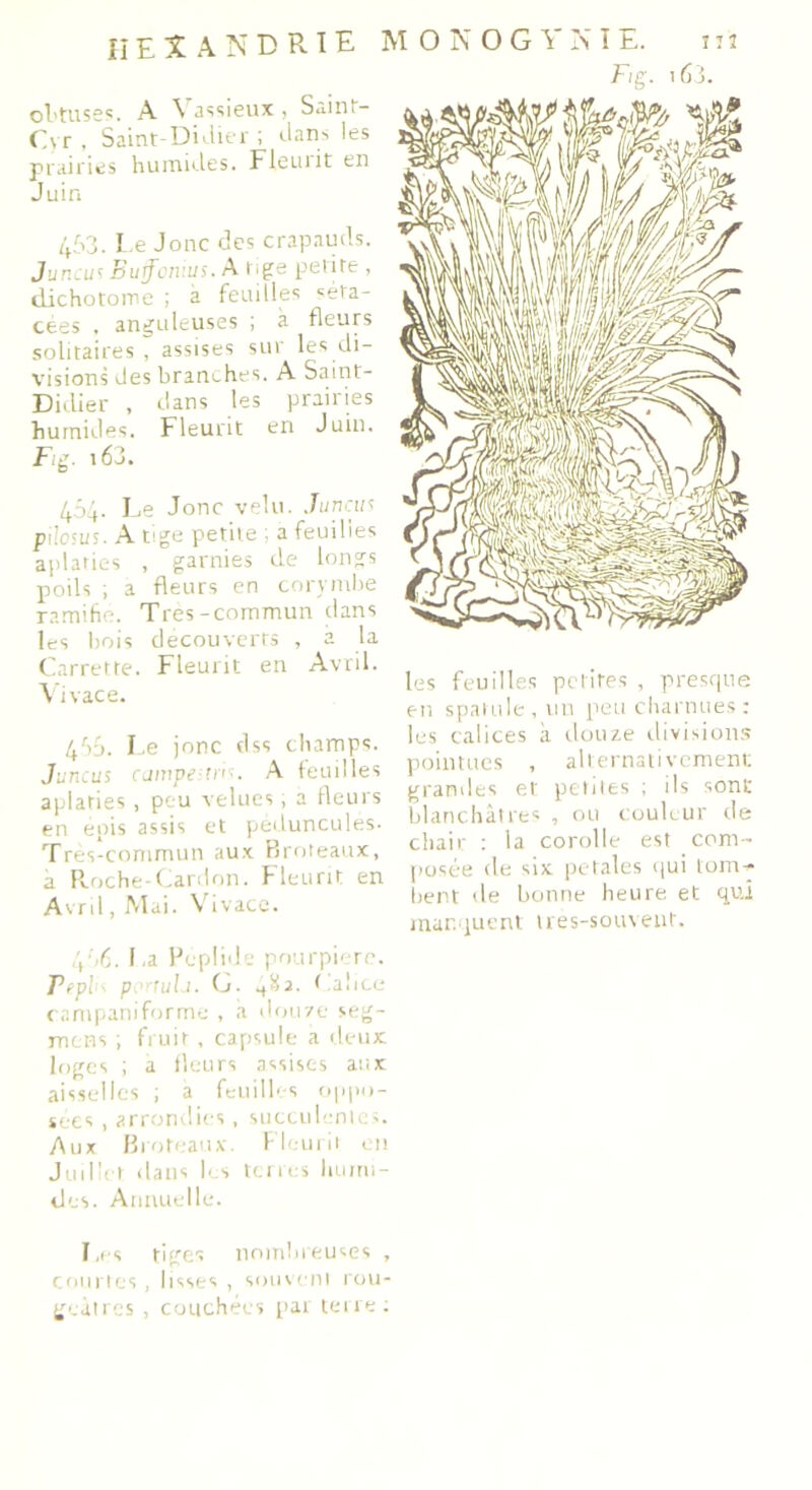 obtuses. A Vassieux, Saint- Cyr , Saint-Didier ; dans les prairies humides. Fleuiit en Juin 463. Le Jonc des crapauds. Juncus Buffonius. A tige petite , dichotome ; à feuilles seta- cées , anguleuses ; à fleurs solitaires, assises sur les di- visions des branches. A Saint- Didier , dans les prairies humides. Fleurit en Juin. Fig. 163. 454. Le Jonc velu. Juncus pilc;us. A tige petite . a feuilles aplaties , garnies de longs poils ; a fleurs en corymbe ramifie. Très-commun dans les bois découverts , a la Carrette. Fleurit en Avril. Vivace. 4ryj. Le jonc dss champs. Juncus campe tris. A feuilles aplaties , peu velues ; a fleurs en épis assis et péduncules. Très-commun aux Broteaux, à Roche-Cardon. Fleurit en Avril, Mai. Vivace. 466. La Pcplide pourpiere. Fepli portula. Ci. Calice campaniforme , a douze seg- ments ; fruit , capsule a deux loges ; a fleurs assises aux aisselles ; a feuilles oppo- sées , arrondies, succulente». Aux Broteaux. Fleurit en Juillet dans les terres humi- des. Annuelle. Les tiges nombreuses , courtes, lisses , souvent rou- geâtres , couchées parteire: Fig. t63. les feuilles petites , presque en spatule, un peu charnues: les calices à douze divisions pointues , alternativement grandes et petites ; ils sont blanchâtres , ou couleur de chair : la corolle est com- posée de six pétalés qui tom- bent de bonne heure et qui manquent très-souvent.