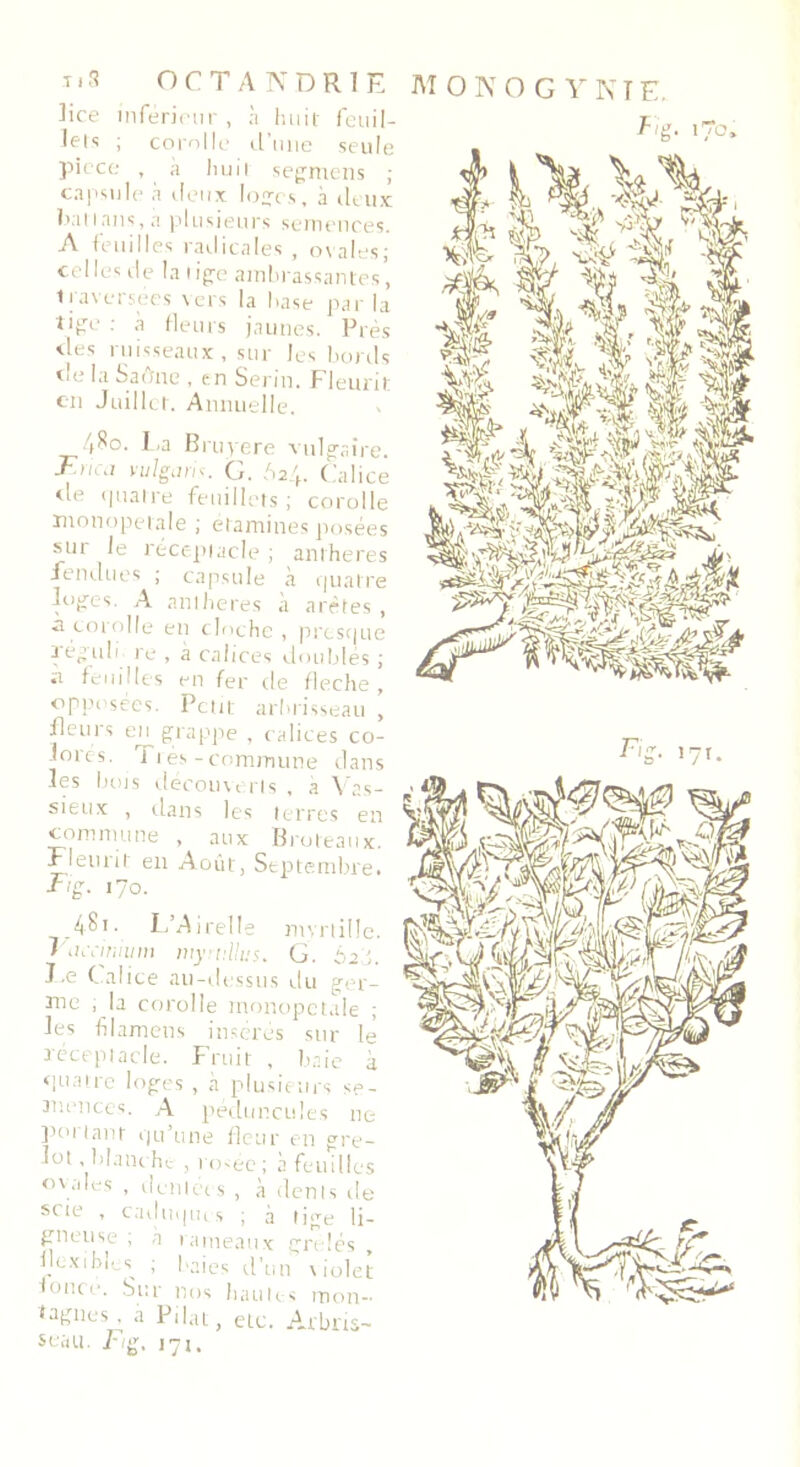 lice inférieur, à huit feuil- let'; ; corolle d’une seule pièce , à huit segmens ; capsule à deux loges, à deux bai l ans, a plusieurs semences. A feuilles radicales , ovales; celles de la lige ambrassantes’, traversées vers la base parla lige : à fleurs jaunes. Près des ruisseaux, sur les bords tie la Saune , en Serin. Fleurit en Juillet. Annuelle. 480. I .a Bruyere vulgaire. ■Em-u vulgaris. G. b24. Calice de quatre feuillets; corolle monopetaie ; étamines posées sut le réceptacle ; anthères fendues ; capsule à quatre loges. A anthères à arêtes , a corolle en cloche , presque réguli re , à calices doublés ; a feuilles en fer de fléché , opposées. Peut arbrisseau , fleurs en grappe , calices co- lores. Très-commune dans les bois découverts , à Vas- sieux , dans les terres en commune , aux Broteaux. Fleurit en Août, Septembre. F/g. 170. 481. L’Airelle myrtille. Vaccinium rnyrv.Uus. G. 62 b Le C alice au-dessus du ger- me ; la corolle monopetale ; les fil amen.s insérés sur le réceptacle. Fruit , baie à quatre loges , à plusieurs se- mences. A pécluncules ne portant qu’une fleur en gre- lot .blanche , rosée; à feuilles ovales , dentées , à dents de scie , caduque s ; à tige li- gneuse ; à rameaux grêlés flexibles^ ; baies d’un violet foncé. Sur nos hautes mon- tagnes , a Pilât, etc. Arbris- seau. Fi g. 171. AI O N O G Y NI E.