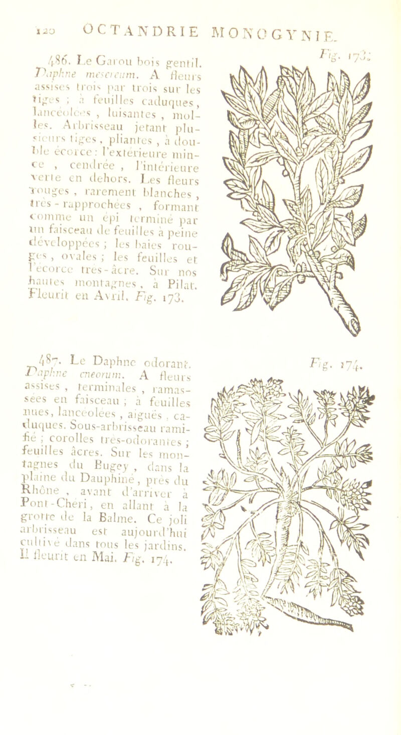 OCTANDRIE 486. Le Garou bois gentil. Vapkne mes a eu m. A fleurs assises trois par trois sur les tiges ; a feuilles caduques, lancéolées , luisantes , mol- les. Arbrisseau jetant plu- sieurs tiges . pliantes , à dou- ble écorce: l’extérieure min- ce , cendrée , l’intérieure verte en dehors. Les fleurs muges, rarement blanches, très - rapprochées , formant comme un épi terminé par lin faisceau de feuilles à peine développées ; les baies rou- ges , ovales ; les feuilles et 1 écorce tres-âcre. Sur nos bauies montagnes, à Pilât. Fleurit en Avril. Fig. 173. M O N O G Y N I F. /|S-. Le Daphné odorant. l'npknc cneorum. A fleurs assises , terminales , ramas- sées en faisceau ; â feuilles nues, lancéolées , aiguës , ca- cluques. bous-arbrisseau rami- fie , cotolles tres-odoran tes j feuilles âcres. Sur les mon- tagnes du Eugey , dans la plaine du Dauphiné, près du Rhône , avant d’arriver à Pont-Chéri, en allant a la grotte de la Balme. Ce joli arbrisseau est aujourd’hui cultivé dans tous les jardins, il fleurit en Mai. Fig. 174.