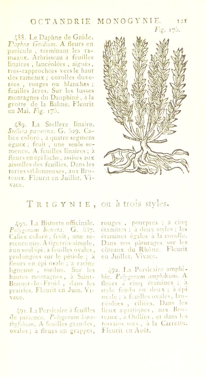 488. Le Daphné de Gnide. Tdjphne Gr.idnim. A fleurs en panicule , terminant les ra- msaux. Arbrisseau à feuilles linaires , lancéolées , aiguës, tres-rapprochées vers le haut des rameaux ; corolles duve- tées , rouges ou blanches ; feuilles âcres. Sur les basses montagnes du Dauphiné , à la grotte de la Balme. Fleurit en Mai. Fig. 176. 489. La Stellere linaire, Stdlerj pasteriru. G. 629. Ca- lice coloré , a quatre segmens égaux ; fruit , une seule se- mence. A feuilles linaires ; à fleurs en epi lâche, assises aux aisselles des feuilies. Dans les terres sablonneuses, aux Bro- teaux. Fleurit en Juillet. Vi- vace. T RIGYNIE, 490. T.a Bislorte officinale. Pn]\J(inutn bistirtil. G. bÎ7. Calice coloré ; fi lut, une se- mence nue. A tige très-simple, à un seul épi a feuilles ovales, prolongées sur le pétiole ; à fleurs en epi ovale ; a racine ligneuse , tordue. Sur les hautes montagnes, à Saint- Bonnet-le-h roi.I , dans les prairies. Fleurit en Juin. Vi- vace. 491 LaPersicaire à feuilles de patience. Pvlygomttn Lipti- thyfolium, A feuilles grandes, ovales ; a fleurs en grappes, F.g. 176. ou à trois stylos. rouges , pourpres ; à cinq étamines ; à deux styles ; les étamines égales à la corolle. Dans nos pâturages sur les coteaux du Rhône, fleurit eu Juillet. Vivace. 492. La Persirairc amphi- bie. Polvgoitum iimphibuini. A fleurs a cinq étamines^ ; à style fendu en deux ; à épi ovale ; a feuilles ovales, lan- céolées , ciliées. Dans les lie au aquatiques , aux Bin- teaux , a Oullins, et dans les terrains secs , à la Carrelle. Fleurit en Août.