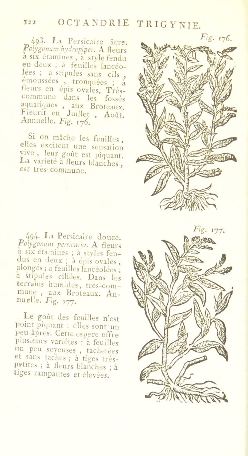 OCTANDRIE T R I G Y NIE. /i93. I >a Persicaire âcre. Polygonum hydropiper. A fleurs à six étamines , à style fendu en deux ; à feuilles lancéo- lées ; à stipules sans cds , emoussées , tronquées ; à fleurs en épis ovales, Très- commune dans les fossés aquatiques , aux Broteaux Fleurit en Juillet , Août. Annuelle. Fig. jj6. Si on mâche les feuilles, elles excitent une sensation vive, leur goût est piquant. Fa variété à fleurs blanches, est très-commune. 494- La Persicaire douce. Polygonum persicaria. A fleurs a six étamines ; à styles fen- dus en tleux ; à épis ovales, alongés ; à feuilles lancéolées ; a stipules ciliées. Dans les terrains humides, tres-com- mune , aux Broteaux. An- nuelle. Fig. 177. Le goût des feuilles n’est point piquant : elles sont un peu âpres. Cette espece offre plusieurs variétés : à feuilles un peu soyeuses , tachetées et sans taches ; a tiges très- petites ; a fleurs blanches ; à tiges rampantes et élevées.