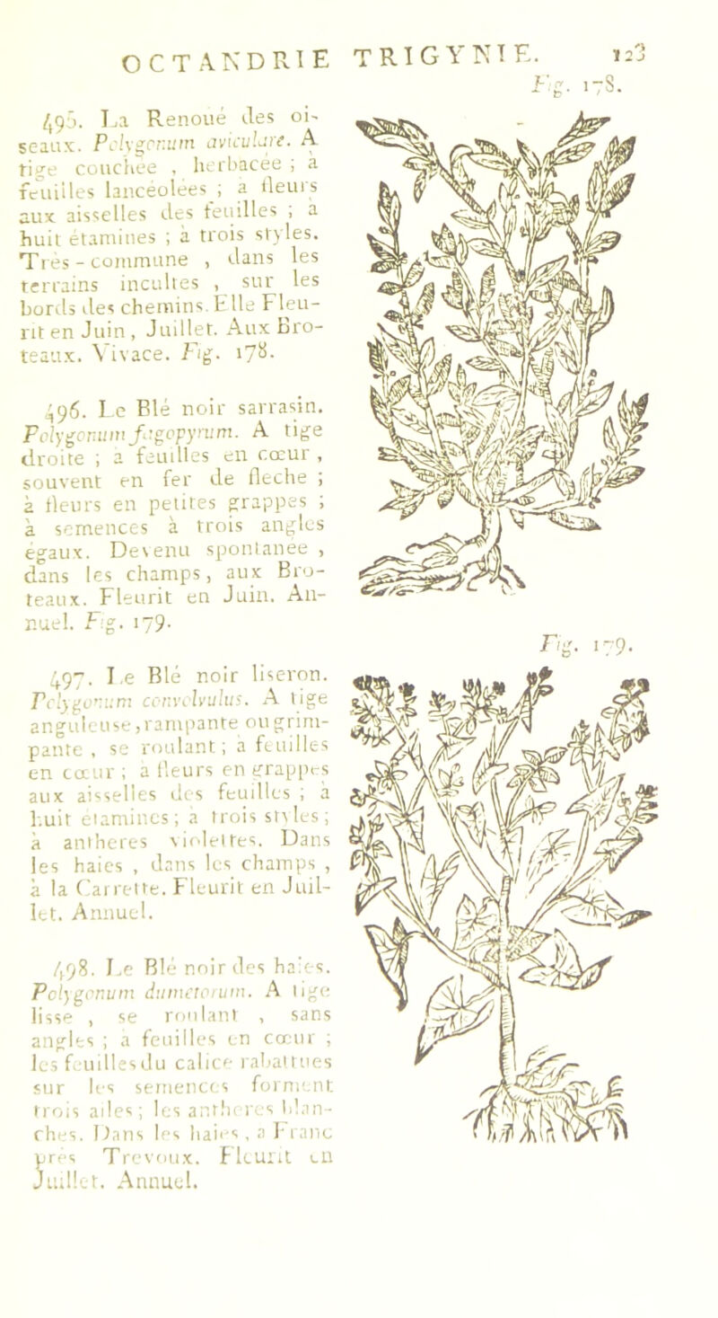 495. La Renoué des oi- seaux. Pclygcnum avicuUre. A tige couchee , herbacée ; a feuilles lancéolées ; a fleurs aux aisselles des feuilles ; a huit étamines ; à trois styles. Très - commune , dans les terrains incultes , sur les bords des chemins. Elle Fleu- rit en Juin , Juillet. Aux b co- teaux. \ ivace. Fig. 178- 496. Le Blé noir sarrasin. Polygonumfiigopyrum. A tige droite ; a feuilles en cœur , souvent en fer de fléché ; à fleurs en petites grappes ; à semences à trois angles égaux. Devenu spontanée , dans les champs, aux Bro- teaux. Fleurit en Juin. An- nuel . Fg. 179. 497. T.e Blé noir liseron. rdygonum cenvclvulus. A tige anguleuse, rampante ou grim- pante , se roulant ; a feuilles en cœur ; a fleurs en grappes aux aisselles des feuilles ; à huit étamines; à trois snles; à anthères violettes. Dans les haies , dans les champs , à la Carrelte. Fleurit en Juil- let. Annuel. 498. Le Blé noir des haies. Polyecnum dumetorum. A lige lisse , se roulant , sans angles ; a feuilles en cœur ; les feuilles du calice rabattues sur les semences forment trois ailes; les anthères blan- ches. Dans les haies, a Franc rés Trévoux. Fleurit en utilet. Annuel.