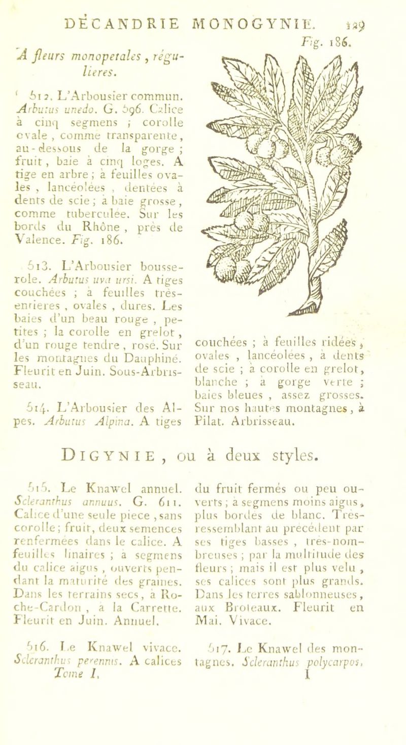 DÉC AND RIE MONOGYNIE. is9 A jleurs monopetales , régu- lières. ‘ 5i2. L’Arbousier commun. Albums unedo. G. 5g6. Calice à cinq segmens ; corolle ovale , comme transparente, au-dessous de la gorge ; fruit, baie à cinq loges. A tige en arbre ; à feuilles ova- les , lancéolées , dentées à dents de scie ; a baie grosse , comme tdberculée. Sur les bords du Rhône , près de Valence. Fig. 186. 5i3. L’Arbousier bousse- role. Arburns uva ursi. A tiges couchées ; a feudles trés- enrieres , ovales , dures. Les baies d’un beau rouge , pe- tites ; la corolle en grelot, d'un rouge tendre , rosé. Sur les montagnes du Dauphiné. Fleurit en Juin. Sous-Arbns- seau. 614. L'Arbousier des Al- pes. Arburus Alpina. A tiges Fig. 186. couchées ; à feuilles ridées, ovales , lancéolées , à dents de scie ; à corolle en grelot, blanche ; à gorge verte ; baies bleues , assez grosses. Sur nos hautes montagnes, à Filât. Arbrisseau. Digynie, ou à deux styles. ht5. Le Knawel annuel. Scleranthus annuus. G. 611. Cahce d une seule piece , sans corolle; fruit, deux semences renfermées dans le calice. A feuilles linaires ; a segmens du calice aigus, ouverts pen- dant la maturité des graines. Dans les terrains secs, à Ro- che-Cardon , a la Carrette. Fleurit en Juin. Annuel. ht6. Le Knawel vivace. Scleranthus perenms. A calices Terne I, du fruit fermés ou peu ou- verts ; a segmens moins aigus, plus bordes de blanc. Tres- ressemblant au précédent par ses tiges basses , très-nom- breuses ; par la multitude des fleurs ; mais il est plus velu , ses calices sont plus grands. Dans les terres sablonneuses, aux Broleaux. Fleurit en Mai. Vivace. G17- Fc Knawel des mon- tagnes. Scleranthus poly carpes,