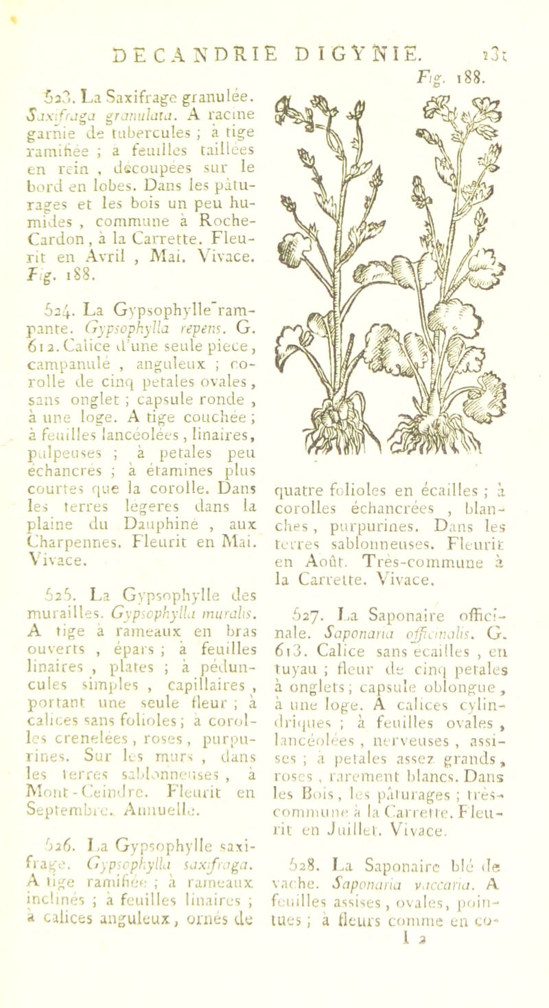 Sa?,. La Saxifrage granulée. Sdxifraga grarutlata. A racine garnie de tubercules ; à tige ramifiée ; a feuilles taillées en rein , découpées sur le bord en lobes. Dans les pâtu- rages et les bois un peu hu- mides , commune à Roche- Cardon , à la Carrette. Fleu- rit en Avril , Mai. Vivace. F,g. 188. 5a4. La Gypsophylle’ram- pante. Gypsophylla repens. G. 612. Calice d’une seule piece, campanule , anguleux ; co- rolle de cinq pétales ovales , sans onglet ; capsule ronde , à une loge. A tige couchee ; à feuilles lancéolées, linaires, pulpeuses ; à petales peu échancres ; à étamines plus courtes que la corolle. Dans les terres légères dans la plaine du Dauphiné , aux Charpennes. Fleurit en Mai. Vivace. 52b. La Gypsophylle des murailles. Gypsophylla murahs. A tige à rameaux en bras ouverts , épars ; à feuilles linaires , plates ; à pédun- cules simples , capillaires , portant une seule fleur ; à calices sans folioles ; à corol- les crenelées, roses, purpu- rines. Sur les murs , dans les terres sablonneuses , à Mont - Ceindre. Fleurit en Septembre. Annuelle. O26. La Gypsophylle saxi- frage. Gypsophylla saxtfwga. A tige ramifiée ; à rameaux inclinés ; à feuilles linaires ; « calices anguleux, ornés de Fig. 188. quatre folioles en écailles ; à corolles échancrées , blan- ches , purpurines. Dans les terres sablonneuses. Fleurit en Août. Très-commune à la Carrette. Vivace, 627. La Saponaire offici- nale. Saponana qfp.analis. G. 6i3. Calice sans écaillés , en tuyau ; fleur de cinq petales à onglets; capsule oblongue, à une loge. À calices cylin- driques ; à feuilles ovales , lancéolées , nerveuses , assi- ses ; à petales assez grands, roses , rarement blancs. Dans les Bois, les pâturages ; très- commune à la Carrel le. Fleu- rit en Juillet. Vivace. 628. La Saponaire blé de vache. Sapomiria vaccana. A feuilles assises, ovales, poin- tues ; a fleurs comme en co* i 2