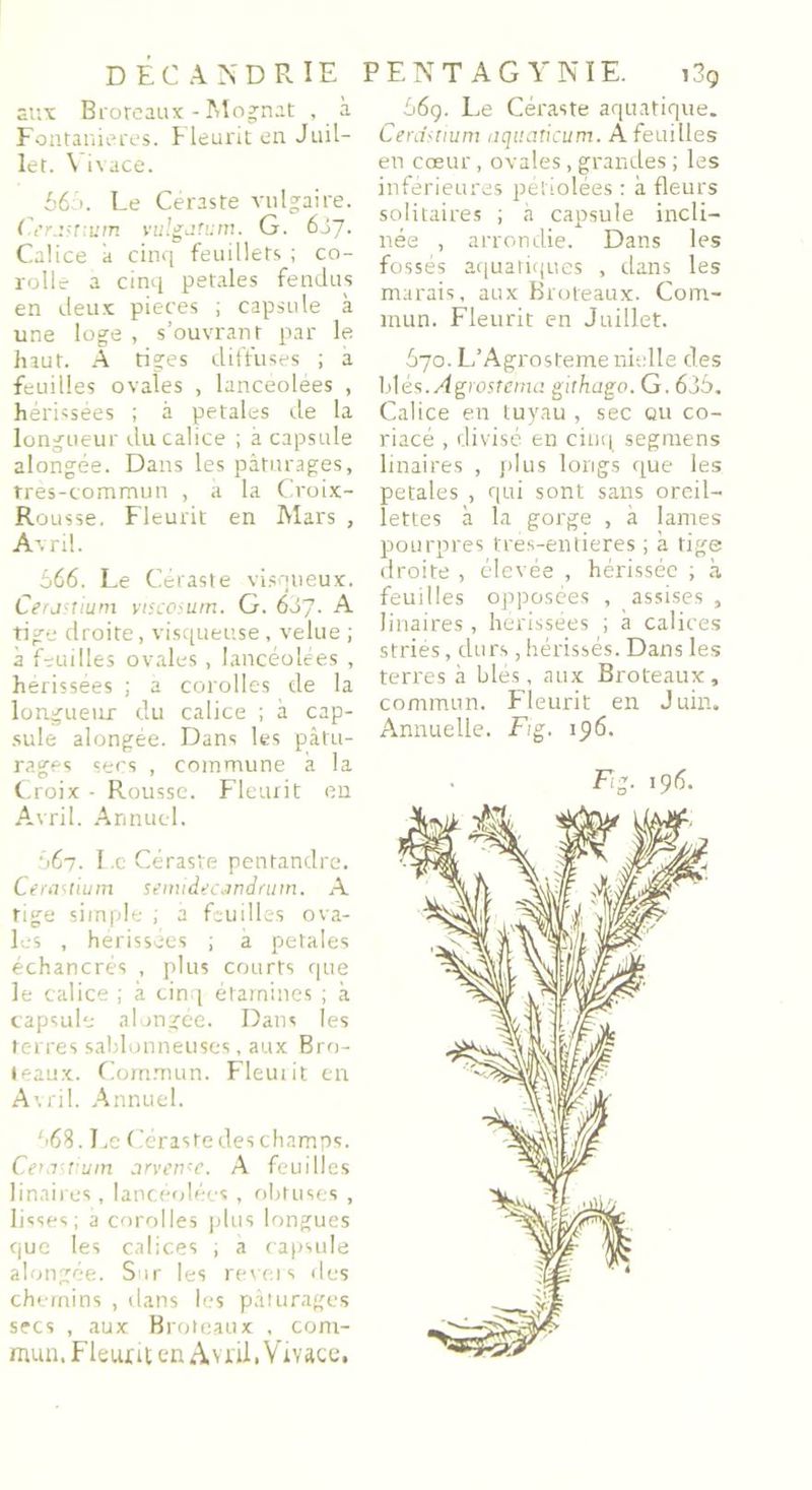 aux Broreaux - Mognat , à Fontanieres. Fleurit en Juil- let. \ ivace. 66 >. Le Ceraste vulgaire. Ct’rjfnum vulgiitum. G. 65J. Calice à cinq feuillets ; co- rolle a cinq petales fendus en deux pièces ; capsule à une loge , s’ouvrant par le haut. A tiges diffuses ; à feuilles ovales , lancéolées , hérissées ; à petales de la longueur du calice ; à capsule alongée. Dans les pâturages, très-commun , à la Croix- Ro usse. Fleurit en Mars , Avril. 566. Le Céraste visqueux. Cerasuum ytscosum. G. 6SJ. A tige droite, visqueuse , velue ; à feuilles ovales, lancéolées , hérissées ; a corolles de la longueur du calice ; à cap- sule alongée. Dans les pâtu- rages sers , commune à la Croix - Rousse. Fleurit en Avril. Annuel. 567. I.e Céraste pentandre. Cerastium semidecandrum. A tige simple ; a feuilles ova- les , hérissées ; a petales échancrés , plus courts que le calice ; à cinq étamines ; à capsule alongée. Dans les terres sablonneuses, aux Bro- teaux. Commun. Fleutit en Avril. Annuel. 568. Le Céraste des champs. Cem tium aryenne. A feuilles linaires, lancéolées , obtuses , lisses; a corolles plus longues que les calices ; a capsule alongée. Sur les revers des chemins , dans les pâturages secs , aux Broreaux , com- mun, Fleutit en Avril, Vivace, 56g. Le Céraste aquatique. Cerdftium aquaticum. A feuilles en cœur, ovales, grandes ; les inférieures pétiolées : à fleurs solitaires ; à capsule incli- née , arrondie. Dans les fossés aquatiques , clans les marais, aux Broteaux. Com- mun. Fleurit en Juillet. 670. L’Agrosteme nielle des blés.Agrostema githago. G. 635. Calice en tuyau , sec qu co- riace , divisé en cinq segmens linaires , plus longs que les petales , qui sont sans oreil- lettes à la gorge , à lames pourpres très-entieres ; à tige droite , élevée , hérissée ; à feuilles opposées , assises , linaires, hérissées ; à calices striés, durs, hérissés. Dans les terres à blés, aux Broteaux, commun. Fleurit en Juin. Annuelle. Fig. 196.