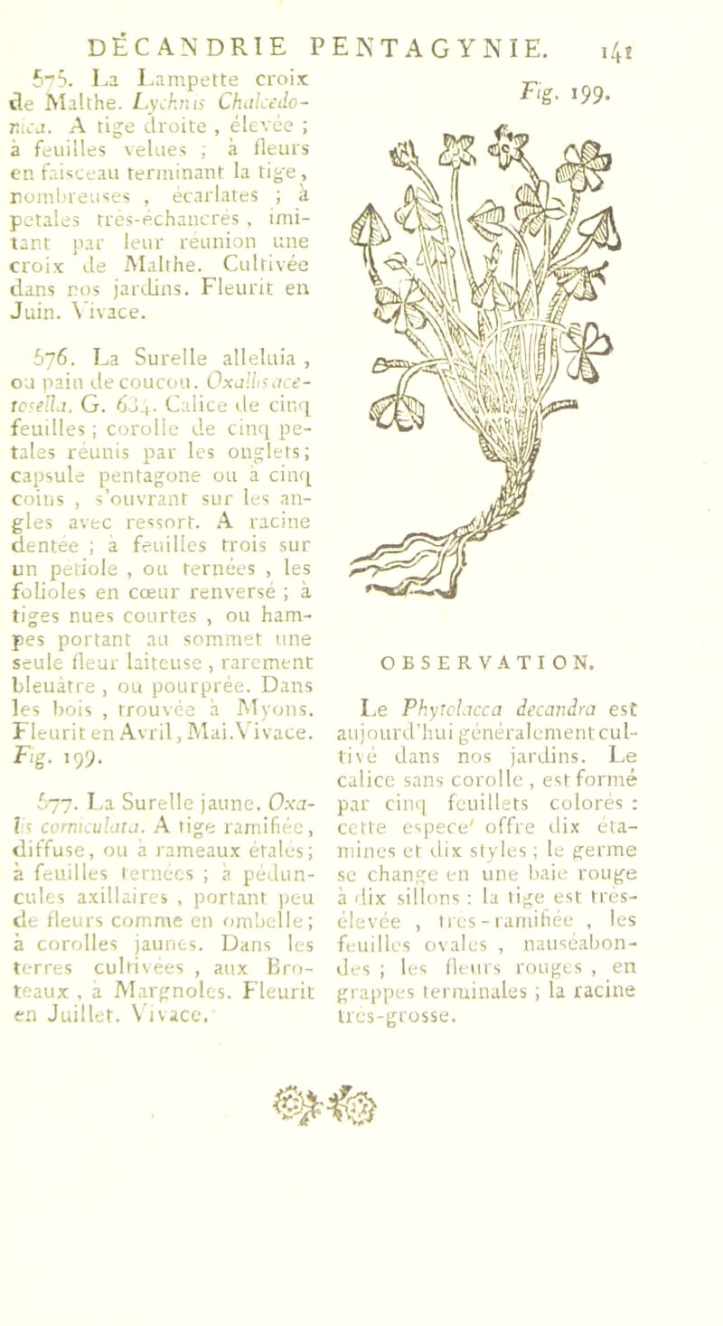 55. La Lampette croix île Malthe. Lychnis Chakedo- Titca. A tige droite , élevée ; à feuilles velues ; à fleurs en faisceau terminant la tige, nombreuses , écarlates ; à petales tres-echancrés , imi- tant par leur réunion une croix Je Malthe. Cultivée dans nos jardins. Fleurit en Juin. \ ivace. 576. La Surelle alléluia , ou pain de coucou. Oxalhsace- tosella. G. 6J4. Calice de cinq feuilles ; corolle de cinq pe- tales réunis par les onglets; capsule pentagone ou a cinq coins , s’ouvrant sur les an- gles avec ressort. A racine dentee ; a feuilles trois sur un petiole , ou ternées , les folioles en cœur renversé ; à tiges nues courtes , ou ham- pes portant au sommet une seule fleur laiteuse , rarement bleuâtre , ou pourprée. Dans les bois , trouvée à Myons. Fleurit en Avril, Mai.Vivace. Fig. 19 9. 677. La Surelle jaune. Oxa- tis comiculata. A tige ramifiée, diffuse, ou à rameaux étalés; à feuilles ternées ; à pédun- cules axillaires , portant peu de fleurs comme en ombelle; à corolles jaunes. Dans les terres cultivées , aux Bro- teaux , à Margnoles. Fleurit en Juillet. Vivace. Fig. 199. OBSERVATION. Le PhyTolacca decandra est aujourd’hui général entent cul- tivé dans nos jardins. Le calice sans corolle , est formé par cinq feuillets colorés : cette espece' offre dix éta- mines et dix styles ; le germe se change en une baie rouge à dix sillons : la tige est très- élevée , très-ramifiée , les feuilles ovales , nauséabon- des ; les fleurs rouges , en grappes terminales ; la racine très-grosse.