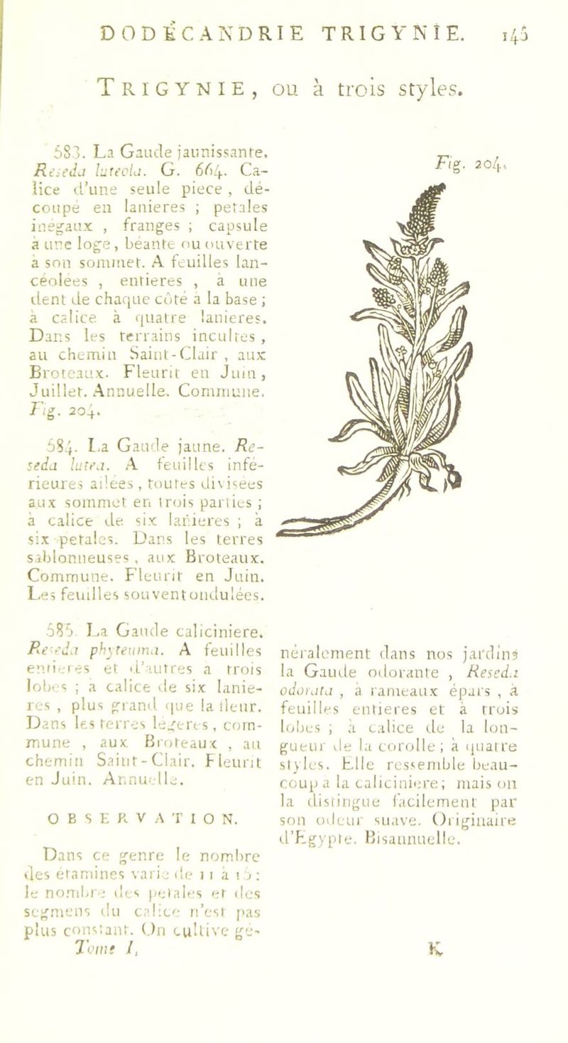 T R I G Y N I E , ou à trois styles. 583. La Gaucle jaunissante. Réséda lutécia. G. 6(4. Ca- lice d’une seule piece, dé- coupé en lanières ; petales inégaux , franges ; capsule a une loge, béante ou ouverte à son sommet. A feuilles lan- céolées , entières , à une dent de chaque côté a la base ; à calice à quatre lanières. Dans les terrains incultes, au chemin Saint-Clair , aux Broteaux. Fleurit en Juin, Juillet. Annuelle. Commune. Fig. 204. 584. La Gaucle jaune. Ré- séda lutea. A feuilles infe- rieures ailées, toutes divisées aux sommet en trois parties ; à calice de six lanières ; à six petales. Dans les terres sablonneuses , aux Broteaux. Commune. Fleurit en Juin. Les feuilles souventondulées. 585 La Gaucle caliciniere. Reeda phyteuma. A feuilles entières et d’autres a trois lobes ; a calice de six laniè- res , plus grand que la Heur. Dans les terres légères, com- mune , aux Broteaux , au chemin Saint-Clair. Fleurit en Juin. Annuelle. OBSERVATION. Dans ce genre le nombre des étamines varie de 11 à t5: le nombre îles petales et des segmens du calice n’est pas plus constant. On cultive gè- Fig. 204, néralement clans nos jardins la Gaude odorante , Resed.i odorata , à rameaux épars , à feuilles entières et à trois lobes ; à calice de la lon- gueur de la corolle; à quatre styles. Elle ressemble beau- coup a la caliciniere; mais on la distingue facilement par son odeur suave. Originaire d’Egypte. Bisannuelle.