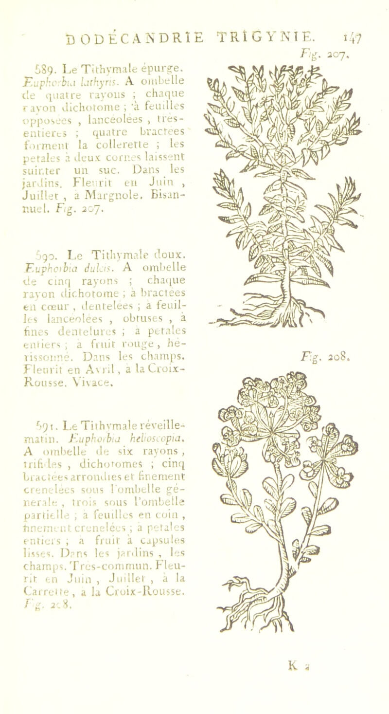 689. Le Tithymale épurée. Fupkcvbia lathyris. A ombelle de quatre rayons ; chaque rayon dichotome ; 'à feuilles opposées , lanceolees , très- entierc» ; quatre bractées forment la collerette ; les pétales a deux cornes laissent suinter un suc. Dans les jardins. Fleurit en Juin , Juillet , a Margnole. Bisan- nuel. Fig. 207. 690. Le Tithymale doux. F.uphotbia dulas. A ombelle de cinq rayons ; chaque rayon dichotome ; à braclees en cœur , dentelées ; a feuil- les lanceolees , obtuses , à fines dentelures ; a pétales entiers ; a fruit rouge , hé- rissonne. Dans les champs. Fleurit en Avril, a la Croix- Rousse. \ ivace. *>91. Le Tiihvmale réveille- matin. F.uphoibia helioscopia. A ombelle de six rayons, trifides , dichotomes ; cinq bractées arrondies et finement crenelees sous l'ombelle ge- nerale , trois sous l’ombelle partielle ; a feuilles en coin , finement crénelées ; a petites entiers ; a fruit à capsules lisses. Dans les jardins , les champs. Tres-comrrmn. Fleu- rit en Juin , Juillet , à la Carrelle, a la Croix-Rousse. F g. ac8. Fig. 208,