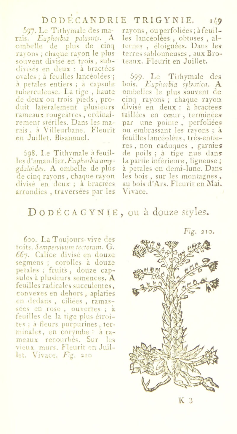 097. Le Tirhymale des ma- rais. Euphorbia palus tris. A ombelle de plus de cinq rayons ; chaque rayon le plus souvent divisé en trois, sub- divisés en deux : à bractées ovales , à feuilles lancéolées ; à pefales entiers ; à capsule tuberculeuse. La tige , haute de deux ou trois pieds, pro- duit latéralement plusieurs rameaux rougeâtres, ordinai- rement stériles. Dans les ma- rais , à Villeurbane. Fleurit en Juillet. Bisannuel. 698. Le Tilhvmale à feuil- les d’amandier. Euphorbia amy- gdaloïdes. A ombelle de plus de cinq rayons, chaque rayon divisé en deux ; à bractées arrondies , traversées par les Dodécagynïe 600. La Toujours-vive des toits. Ssmpervivum tcctcrum. G. 667. Calice divisé en douze segmens ; corolles à douze petales ; fruits , douze cap- sules à plusieurs semences. A feuilles radicales succulentes, convexes en dehors , aplaties en dedans , ciliees , ramas- sées en rose , ouvertes ; à feuilles de la tige plus étroi- tes ; a fleurs purpurines, ter- minales, en corymbe : à ra- meaux recourbés. Sur les vieux murs. Fleurit en Juil- let. Vivace. Fig. 310 rayons, ou perfoliées ; à feuil- les lancéolées , obtuses , al- ternes , éloignées. Dans les terres sablonneuses, aux Bro- teaux. Fleurit en Juillet. 699- Le Tithymale des bois. Euphorbia sylvatica. A ombelles le plus souvent de cinq rayons ; chaque rayon divisé en deux : à bractées taillées en cœur , terminées par une pointe , perfoliées ou embrassant les rayons ; à feuilles lancéolées, très-enfie- res, non caduques , garnies de poils ; à tige nue dans la partie inférieure, ligneuse ; à petales en demi-lune. Dans les bois , sur les montagnes , au bois cl’Ars. Fleurit en Mai. Vivace. ou à douze styles. Fig. 2 10.