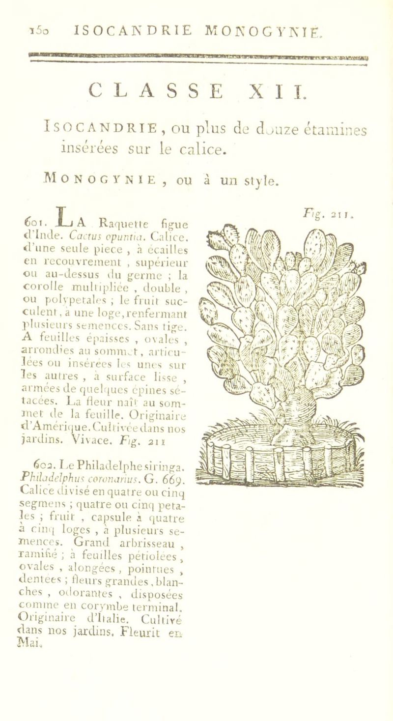 i5o IS OC AND RIE MOKOGYKI E. CLASSE XII. Isocandrie , ou plus de douze étamines insérées sur le calice. M o N o G Y N I E , ou à un style. Coi. L A Raquette figue d Inde. Cactus opuntia. Calice. <1 une seule pièce , à écailles en recouvrement , supérieur ou au-dessus du germe ; la corolle multipliée , double , ou polvpetales , le fruit suc- culent, a une loge,renfermant plusieurs semences. Sans tige. A feuilles épaisses , ovales , arrondies au sommet, articu- lées ou insérées les unes sur les autres , à surface lisse , armées de quelques épines sé- tacées. La fleur naît au som- met de la feuille. Originaire d’Amérique. Cultivée dans nos 603. Le Philadelphesiringa. Philadelphie corutictrius. G. 669. Calice divisé en quatre ou cinq segmens ; quatre ou cinq péta- les ; fruit , capsule à quatre à cinq loges , à plusieurs se- mences. Grand arbrisseau , ramifié; à feuilles périolees, ovales , alongées , pointues , dentées ; fleurs grandes,blan- ches , odorantes , disposées comme en corymbe terminal. Originaire d’Italie. Cultivé dans nos jardins. Fleurit en Mai,