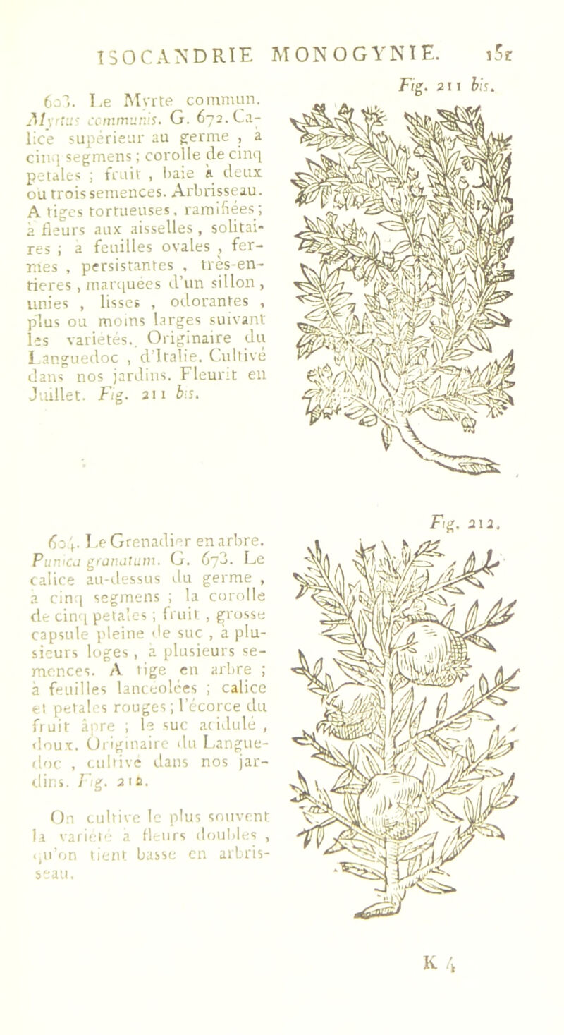 6c3. Le Myrte commun. Al\'rVdc. commuais. G. 672. Ca- lice supérieur au germe , à cinq segmens ; corolle de cinq petales ; fruit , baie à deux ou trois semences. Arbrisseau. A tiges tortueuses, ramifiées; 2 fleurs aux aisselles , solitai- res ; a feuilles ovales , fer- mes , persistantes , très-en- tieres, marquées d’un sillon , unies , lisses , odorantes , plus ou moins larges suivant les variétés.. Originaire du Languedoc , d’Italie. Cultive dans nos jardins. Fleurit en Juillet. Fig. au b:s. 60 F Le Grenadier en arbre. Pumcj granutum. G. 673. Le calice au-dessus du germe , 2 cinq segmens ; la corolle de cinq petales ; fruit , grosse capsule pleine de suc , à plu- sieurs loges, a plusieurs se- mences. A tige en arbre ; à feuilles lancéolées ; calice et petales rouges ; l’écorce du fruit âpre ; le suc acidulé , doux. Originaire du Langue- doc , cultive dans nos jar- dins. Fig. 21 a. On cultive le plus souvent la variété a fleurs douilles , qu’on tient basse en arbris- seau. Fig. 21! bis.