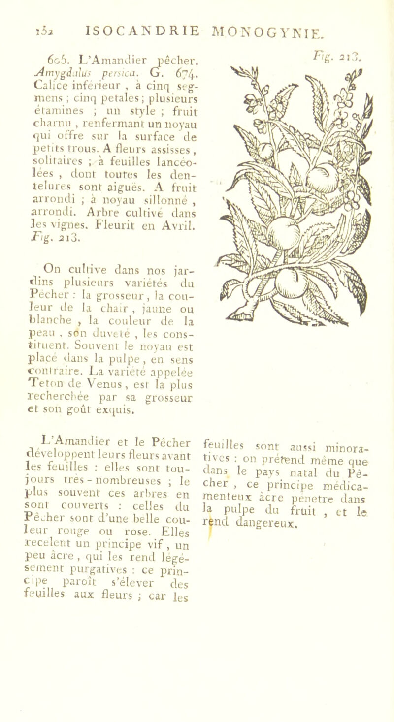 ISOCANDRIE MONOGYNIE. jâa 6g5. L’Amandier pêcher. Amygdalus persica. G. 674. Calice inférieur , à cinq seg- mens ; cinq petales; plusieurs étamines ; un style ; fruit charnu , renfermant un noyau qui offre sur la surface de petits trous. A fleurs assisses , solitaires ; à feuilles lancéo- lées , dont toutes les den- telures sont aiguës. A fruit arrondi ; à noyau sillonné , arrondi. Arbre cultivé dans les vignes. Fleurit en Avril. Fig. ai3. On cultive dans nos jar- dins plusieurs variétés du Pécher: la grosseur, la cou- leur de la chair , jaune ou blanche , la couleur de la peau . son duveté , les cons- tituent. Souvent le noyau est placé dans la pulpe, en sens contraire. La variété appelée Teton de Venus, est la plus recherchée par sa grosseur et son goût exquis. L’Amandier et le Pêcher développent leurs fleurs avant les feuilles : elles sont tou- jours très - nombreuses ; le plus souvent ces arbres en sont couverts : celles du Pêcher sont d’une belle cou- leur rouge ou rose. Elles recèlent un principe vif, un peu acre , qui les rend légé- sement purgatives : ce prin- cipe paroît s’élever des feuilles aux fleurs ; car les Fig. 21 ?,. feuilles sont aussi minorâ- mes : on prétend même que dans le pays natal du Pê- cher , ce principe médica- menteux âcre pénétré dans la pulpe du fruit , et le rçnd dangereux.