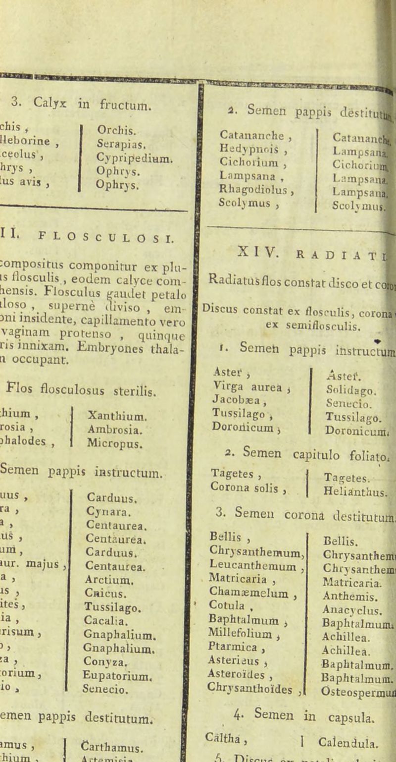 3. Calyx in fructum. chis , Ileborine ceolus'j hrjs , lus avis , Orchis. Serapias. Cypripediwn. Ophrvs. Ophrys. a- Semen pappis déstitui^ Catananche , Hedypnr.is , Cichorium , Lampsana , Rhagodiolus > Scoljmus , Catanauclj lampsana* CirhormnK Lampsana Lampsana* Scol\ nuisJ II. FLOScULOSI. :ompositus componitur ex plu- is flosculis, eodem calyce com- bensis. tlosculus gaudet petalo doso supernè diviso , em- ani insidente, capillamento vero vaginam protenso , quinque ns mmxam. Embryones thala- ii occupant:. Flos flosculosus sterilis. hium , Xanthium. rosia , Ambrosia. jhalodes , Micropus. Semen pappis instructum. uus , Carduus. ra , Cynara. 3 » Centaurea. us , Centaurea. um, Cardnus. lur. majus , Centaurea. a , Arctium. JS , Cnieus. ites, Tussilago. ia , CacaLa. risum, Gnaphalium. > Gnaphalium. :a , Conyza. orium, Eupatorium. io , Senecio. emen pappis destitutum. îrnus , I Carthamus. hium s I A rfpniieia XIV. RADIAT» Radiatus flos constat disco et cotoi Discus constat ex flosculis, corona' ex semiflosculis. i. Semeh pappis instrucTura As tei* j Virga aurea > Jacobsea , Tussilago , Doroiiicum j 2. Semen Tagetes , Corona solis , Astef. Solidago. \ Senecio. Tussilago. Doronicunn capitulo foliato. Tagetes. ! Helianthus. 3. Semen corona destitutum. Bellis , Chrysanthemum, Leucanthemum , Matricaria , Chamæmelum , Cotula , Baphtalmum , Millefolium , Btarmica , Asteriaus , Astéroïdes , Chrysantfaoïdes , 4- Semen Bellis. Chrysanthemi Chrysar.themi Matricaria. Anthémis. Anacyclus. Bajilitalmuini Achillea. Achillea. Baphtalmum. Baphtalmum. Osteospermuil in capsula.