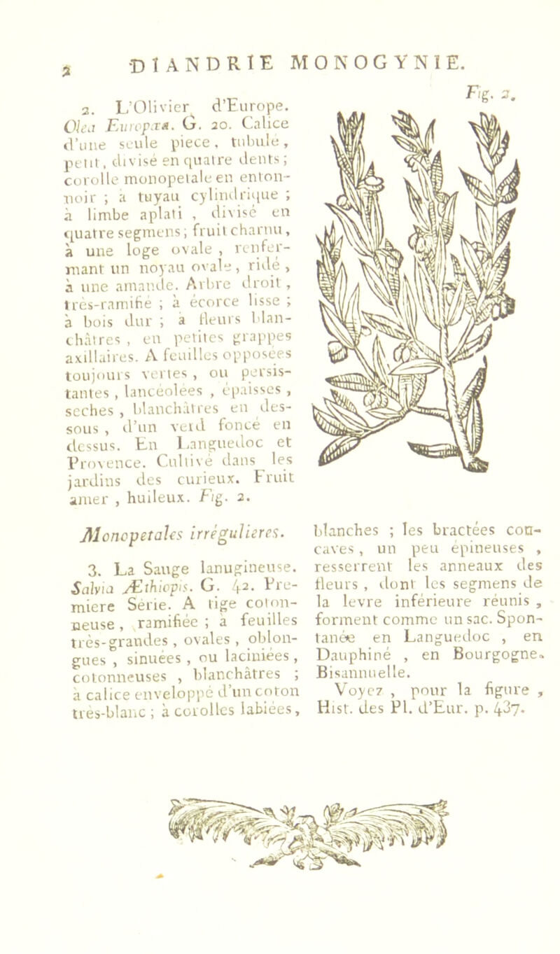 3. l,'Olivier^ d’Europe. OUd Eiiivp.ru. G. 20. Calice d’une seule piece , tiilnile , l-it’iii. divisé en quatre dents ; corolle monopeialeen enton- noir ; a tuyau cylindrique ; à limbe aplati , divisé en t^uatre segniens ; fruit charnu, à une loge ovale , renfer- mant un noyau ovale, ridé , à une amande. Arbre droit, tres-ramihe ; à écorce lisse ; à bois dur ; a Heurs blan- châtres , en petites grappes axillaires. A feuilles opposées toujours vertes , ou persis- tantes , lancéolées , épaisses , seches , blanchâtres en des- sous , tl’un veid foncé en dessus. En Languedoc et Provence. Cultivé dans les jardins des curieux. Fruit amer , huileux. Fig. 2. JHonopetaks irrégulières. 3. La Sauge lanugineuse. Sahia Æthiopis. G. 42. Lre- miere Sérié. A tige coion- neiise, ramifiée ; à feuilles très-grandes , ovales , oblon- gues , sinuées, ou laciniées, cotonneuses , blanchâtres ; à calice envelopi'é d’un coton tres-blanc ; à corolles labiées. Eig. 3. blanches ; les bractées con- caves , un peu épineuses , resserrent les anneaux des fleurs , ilont les segmens de la levre inférieure réunis , forment comme un sac. Spon- tanéie en Languedoc , en Dauphiné , en Bourgogne. Bisannuelle. Voyez , pour la figure , Hist. des PI. d’Eur. p. 427.