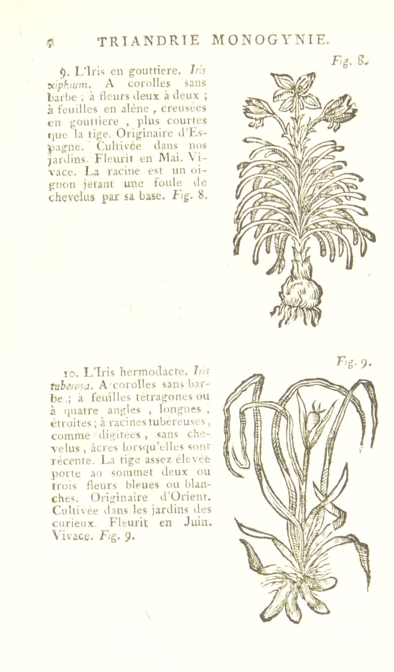 L’Iris eu foutriere. h;s A corolles snus Larl)e ; à Beiirs deux à deux ; à feuilles en alêne , creusees en tjoulliere , plus courtes f|ue la tige. Originaire d’Es- ÿ>agne. Cultivée dans no.s jardins. Fleurit en Mai. \ i- vace. I-a racine est un oi- gnon jetant une foule de chevelus par sa base. Lig. 8. Fig. Sw îo. L’Iris 'hermodacre. his tuhewsa. A corolles sans bar- be.; à feuilles tetragones ou à cpiatre angles , longues , étroites ; à racines tubéreuses, comme tligitees , sans che- velus , âcres lorsqu’elles sont récente. La tige assez elevee porte an sommet deux ou trois fleurs bleues ou blan- ches. Originaire d’Orient. curieu.x. Fleurit en Juin. \'ivace. Fig. ÿ. E'g. 9-