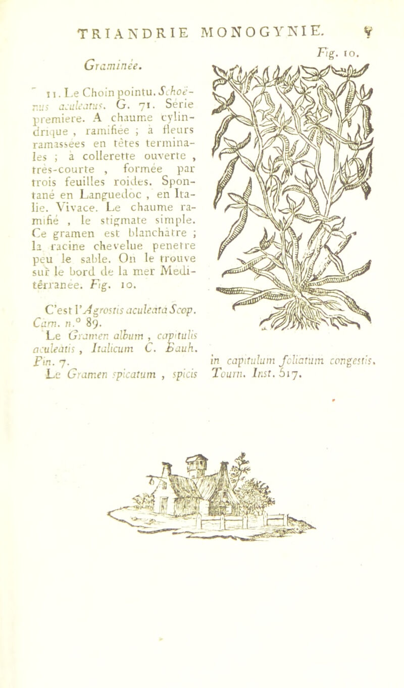 Fie. ro. G ruminée. n. Le Choin pointu. «Jt/iot’- r.iis j:uL\ir:i<. G. 71. Sérié première. A ch.rume cylin- drique , ramifiée ; à fleurs ramassées en tètes termina- les ; a collerette ouverte , tres-courte , formée par trois feuilles roides. Spon- tané en Langruedoc , en Ita- lie. Vivace. Le chaume ra- mifié , le stij^mate simple. Ce gramen est Ldanchàtre ; la racine chevelue pénétré peu le sable. On le trouve sur le bord de la mer Medi- térranée. F/g. 10. C’est ]’y4grostis aculentaScop. Cam. n.° 89. Le Grnmen alhum , capituUs aculeütis , Jiulicum C. Bauh. Fin. 7. Le Gramen rplcatum , spicis