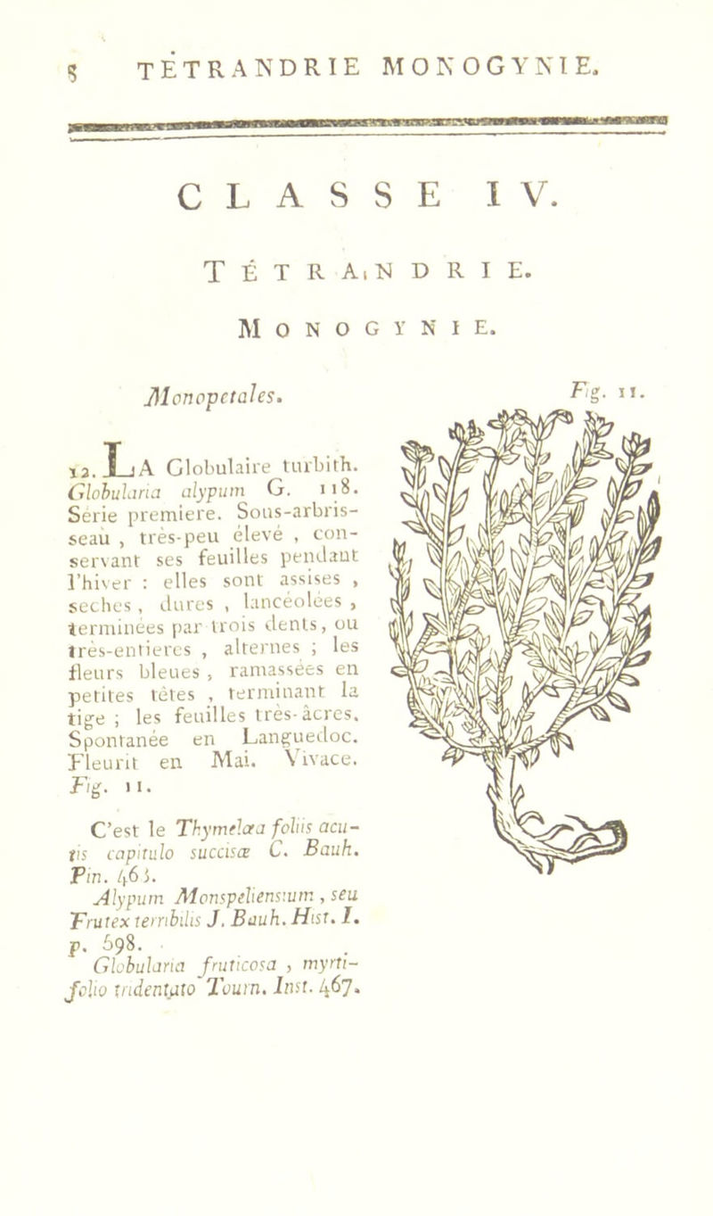 CLASSE IV. TÉTRAiMDRIE. M O N O G Y N I E. 13. La Globulaire Uubith. ClohuUna alypuiti G. 118. Sérié première. Sous-arbris- seau , très-peu élevé , con- servant ses feuilles pendant l’hiver : elles sont assises , seches , dures , lancéolées , terminées [lar trois tlenls, ou ires-eniiercs , alternes ; les fleurs bleues , ramassées en petites tètes , terminant la tige ; les feuilles très-âcres. Spontanée en Languedoc. Fleurit en Mai. \ ivace. Fig. 11. C’est le ThyrruGj foins acii- tis capitulo sucœœ C. Bauh. Tin. 461. Alyputn Monspeliensiuin, seu Trutex lembdis J. Bauh. Hisu 1. P- ^>98. Clobularia fruticcsa , myrti- Jclio V'idenliiio Toum, Inst. 467.