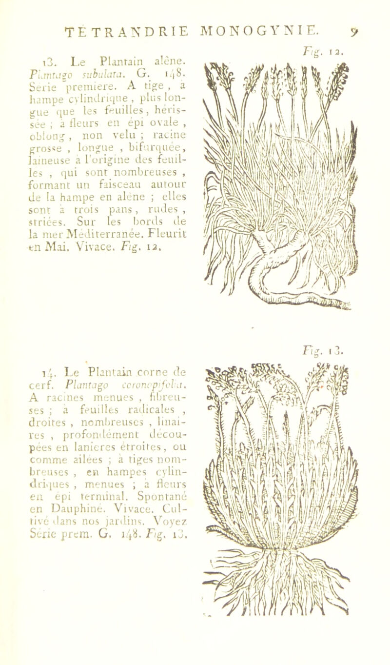 i3. Le Plantain alêne. n.mw.io subuLiu. G. i.|S. Sérié première. A ti^e , a liampe cvlüii-lri'.ine , pins lon- gue que les feuilles, héris- sée ; a fleurs en épi ovale , oblong , non velu ; racine grosse , longue , bifurquée, laineuse à l’origine des feuil- les , qui sont nombreuses , formant un faisceau autour de la hampe en alene ; elles sont a trois pans, rudes , striées. Sur les bords de la mer Mediterranée. Fleurit en Mai. Vivace. Fig. la. 1 V Le Piant.ain corne de cerf. PlantJ^o ccnmrpij'vld. A racines menues , fibreu- ses ; a feuilles radicales , droites , nombreuses , linai- ves , profondément rlecou- pees en lanières étroites, ou comme ailees ; à liges nom- breuses , en hampes cylin- driques , menues ; à fleurs eu epi ternunal. Spontané en Dauphiné. Vivace. Cul- tivé dans nus jardins. Voyc? Sérié prem. G. Fig. ij.