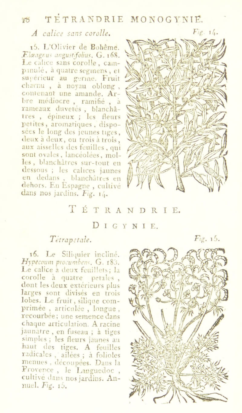 A calice sans corolle. i5. I/OIivier de Bahême. IF.laagrw^ anguftj'oliu':. G. i^8. I .e calice sans corolle, cam- jiinulé. à quatre scf(mens, et su[ éricur au o-erme. Fruit charnu , à no)'au oblong’ , contenanr une amande. Ar- bre médiocre , ramifié , a rameaux duvetés , blanchâ- tres , épineux ; les fleurs petites, aromaiic[ues , dispo- sées le long' des jeunes tiges, deux à deux, ou trois à trois, aux aisselles des feiiilk=s , qui sont ovales, lancéolées, mol- les , blanchâtres sur-tout en dessous ; les calices jaunes en dedans , blanchâtres en dehors, h.n Espagne , cultivé dans nos jardins. Fig. nj. T É 1' R A F.g i4. N D R I E. D 1 G Y Tetrapetale. i6. J .e Siliquier incliné. Hypecpum proeiimhen^. G. r8,i. l.e calice a deux feuillets; la corolle à quatre petak-s , dont les deux extérieurs plus larges sont divisés en trois lobes. Le fruit, silique com- primée , articulée , longue , recourbée; une semence dans chaque articulation. A racine jaunâtre , en fuseau ; à tiges simples ; les fleurs jaunes au haut des liges. A feuilles radicales , ailées ; à folioles menues , découpées. Dans la Froyerce , le Languedoc , cultivé dans nos jardins. x\.n- luiel. Fig. i6.
