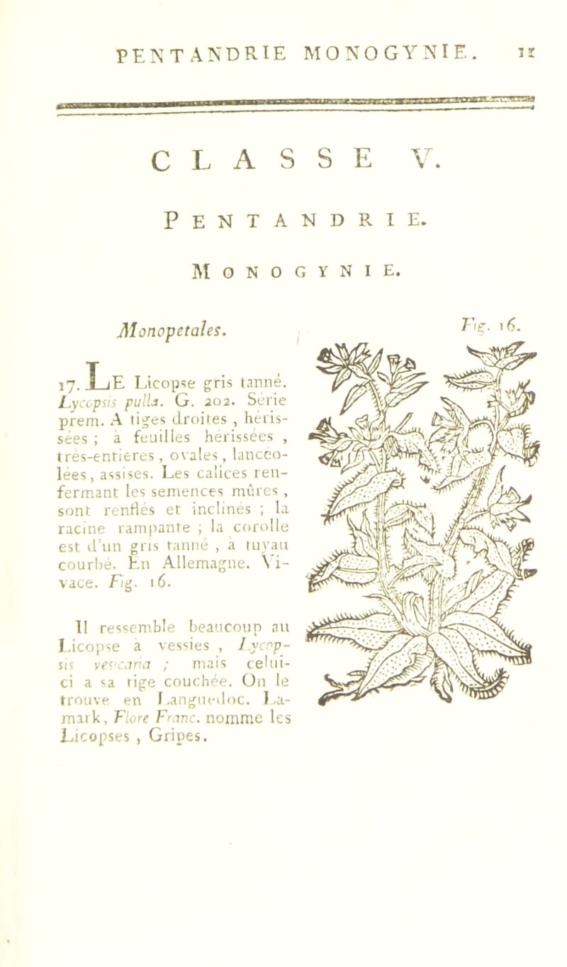 CLASSE V. Pentandrie. M O N O G Y N I E. Alonopetales. 17. Le Licopse gris tarmé. Lyccpsis pullji. G. 202. Surie prem. A tiges droites , héris- sées ; à feuilles hérissées , tres-entieres, ovales, lancco- lees, assises. Les calices ren- fermant les semences mûres, sont renfles et inclines ; la racine rampante ; la corolle est d’nn gris tanné , a tiivau courbé. En Allemagne. Vi- 11 ressemble beaucoup au I.icopse a vessies , Lycop- sis ve^'CJrict ; mais celui- ci a sa tige couchée, ün le trouve en l.angiiedoc. I.a- mark, Flore Franc, nomme les Licopses , Gripes.