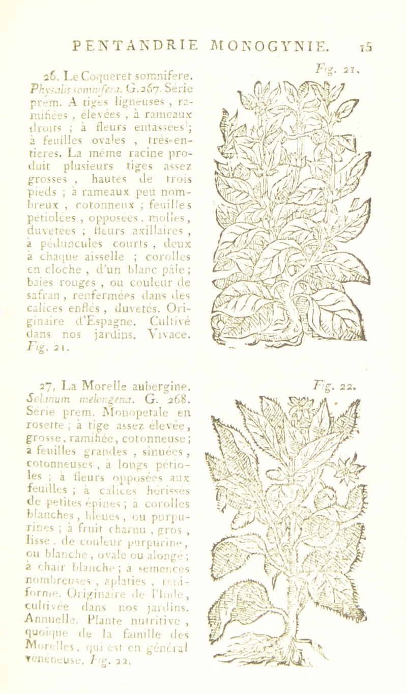 PENTANDRIE 26. I.e Coqiieret somnifère. Pkyfiihs '■pinnifi'r.i. G.267. Sérié prem. A ti^cs ligneuses , ra- mihees , elesces , à rameaux: ilroirs ; à fleurs enlassees’; à feuilles ovales , Ires-en- tieres. La meme racine pro- iluit plusieurs tiges assez grosses , hautes de trois pieds ; à rameaux peu nom- breux , cotonneux ; feuilles petiolces , opposées, molles, duvetees ; Heurs axillaires , à péduncules courts , deux à chaque aisselle ; corolles en cloche , d’un blanc p.âle; baies rouges , ou couleur de safran , renfermées dans des calices enflés , dus etes. Ori- ginaire d’Espagne. Cultivé dans nos jardins. Vivace. Fig. 21. 27, La Morelle aubergine. Sel inum iT.elen^erui. G. 268. Sérié prem. Monopetale en rosette; à tige assez, elevée, grosse, raminee, cotonneuse; a feuilles grandes , sinuéos , cotonneuses , a longs pétio- les ; a fleurs opposées aux feuilles ; à calices hc-risses de petites épines ; a corolles blanches, bleues, ou puri>u- rines ; à fruit charnu , gros , lisse, de couleur p'irpuriri<-, ou blanche, ovale ou alonge; a chair bl.inche ; a '•emei.ces nombreuses , aplaties , 1 ;,i- fornie. (.fliginaire de l'iude, cultivée dans nos jaidins. Annuelle. Elante nutritive , fiuoiijiie (le la famille des Alorelles, (jui est en géncial xeneiicuse. /■g. 22, MÜNOGYNIE. Ï.S
