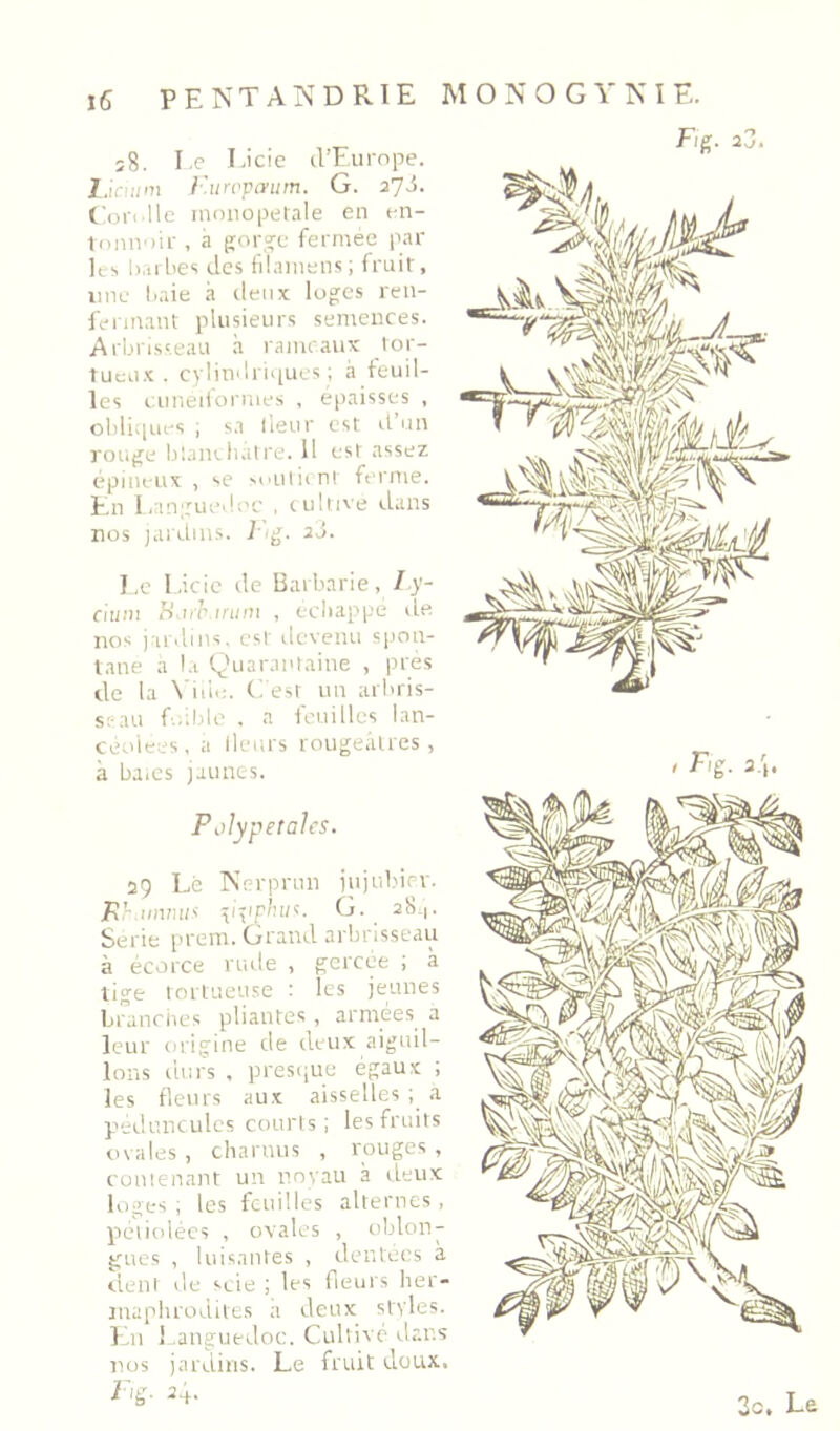 î8. I.e Eicie d’Europe. l.iaiirn l’.uropaiitn. G. 2JS. C'ori'lle inoiiopetale en en- tonnoir , à {ïf'ro'c fermee par U's b.ii l'es des filainens ; fruit, une l.aie à rlenx logées ren- ferinanl plusieurs semences. Arbrisseau à rameaux tor- lueii.': . cylindrii|ues ; à feuil- les cunéiformes , épaisses , oliliipies ; sa (leur est il’nn roU(je biamliatre. 11 est assez épineux , se souliinl ferme, jt.n I/injjuedi'c , tuUive dans nos jardins. J'ig. ad. Le Licic de Barbarie, Iy- auni fi.i/r iniiJi , ecliappe île nos jardins, est devenu spon- tané a l.i Quarantaine , près de la N’iiic. C est un arbris- ssau f.-ible . a feuilles lan- céolées, a lleiirs rougeâtres, à baics jaunes. Polypetales. 29 Lé Nerprun jujubier. Rh.iiivuif: G. 28.,. Sérié prem. Grand arbrisseau à écorce rude , gercée ; à tige tortueuse : les jeunes branciies pliantes , armées a leur oi'igine de deux aiguil- lons durs , presque égaux ; les fleurs aux aisselles ; a pedunculcs courts; les fruits ovales , charnus , rouges , contenant un noyau à deux loges ; les feuilles alternes, peliolécs , ovales , oblon- gues , luisantes , dentecs a dent de scie ; les fieurs her- maphrodites a deux styles. En l .anguedoc. Cultivé dans nos jardins. Le fruit doux, iùg. 24. Fig. 23. 3c. Le