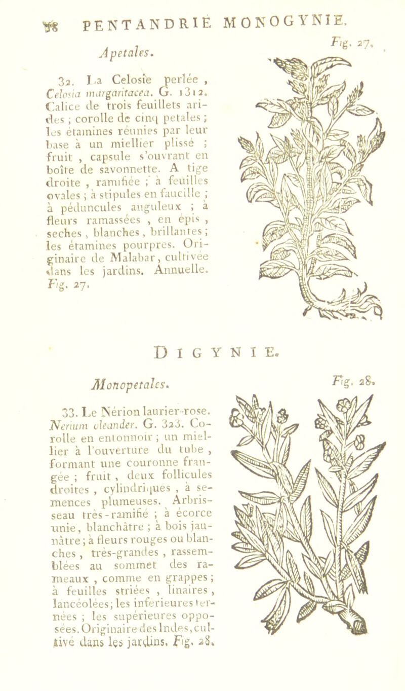 3a. I.a Celosie perlée , CWeéii mjigaritjcej. ü. i3i2. (lalice de trois feuillets ari- des ; corolle de cin<i petales ; les étamines réunies par leur base à un miellicr plissé ; fruit , capsule s’ouvrant en boîte de savonnette. A tige droite , ranntiée ; à feuilles ovales ; .à stipules en faucille ; à péduncules anguleu.'c ; à fleurs ramassées , en épis , seches , blanches, brillantes ; les étamines pourpres. Ori- ginaire de Malabar, cultivée slans les jardins. Annuelle. Fig. 27. M 0 0 G Y N ï E. Fig. 27. D I G Y N I E. Monopetalcs. 33. Le INérion laurier-rose. ’Ncrnim vleander. G. 3a3. Co- rolle en entonnoir; un miel- lier k l'ouverUire du tube , formant une couronne fran- gée ; fruit , deux follicules droites , cylinilri^ues , k se- mences plumeuses. Arbris- seau très-r.amitié k écorce unie, blanchâtre ; k bois jau- nâtre ; k fleurs rouges ou blan- ches , très-grandes , rassem- blées au sommet des ra- meaux , comme en grappes ; k feuilles striées , linaires, lancéolées; les inferieures ter- nées ; les supérieures oppo- sées. Originaire des Indes,cul- tive dans les jardins. Fg. 2S, Fig, 28.