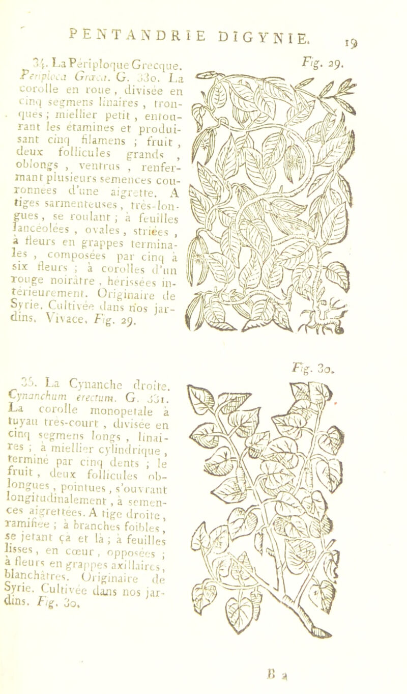 (. EaPeriploqueGrecque. Fcnpuwi Crra:,!. G. vi.5o, I,a corolle en roue , divisée en cinq segrnens linaires , tron- ques ; niielüer petit, entou- rant les et.amines et produi- sant cinq filamens ; fruit , deux follicules grands oblongs , ventrus , renfer- mant plusieurs semences cou- ronnées d’une aigrette. A fig:es sarmenteuses, tres-lon- gués, se roulant; à feuilles îanceolées , ovales, striées , à Heurs en grappes termina- les , composées par cinq à six Heurs ; à corolles d’un rouge noirâtre , herissees in- térieurement. Originaire de isyrie. Cultivée dans nos jar- dins. \ ivace. fig. 25. F/g. 29. ..<0. L.a Cynanche droite. Cyrunchiirn erecîum. G. La corolle inonopelale à tuyau très-court , dtvisee en cinq segmens longs , linai- tes , a miellier cylindrique , termine par cinq dents ; le ti'uit , deux follicules ob- longues , pointues, s’ouvrant longitudinalement , à semen- ces mgrettees. A tige droite, ramihee ; à branches foibles se jetant ça et la ; a feuilles lisses, en cœur, opposées ; a Heurs en grappes axillaircsi blanchâtres. Originaire de sJyrie. Cultivée dans nos jar- dins. /-/g. 3o.