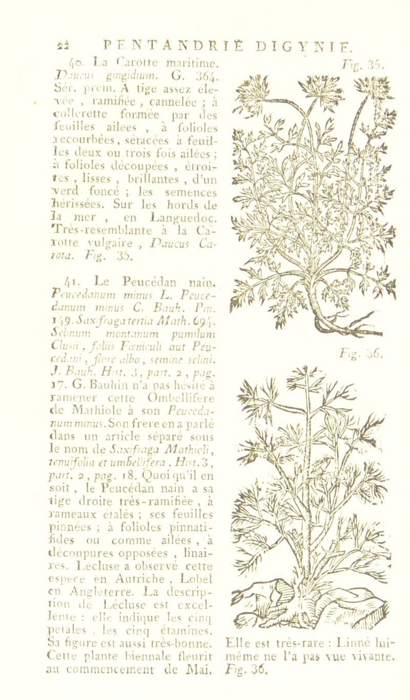 40. I a f'aroire inai-irinie. gtn^ulwin. G. Jô.J. Sér. prun. A lijje assez ele- ■\ ce , ramifiée , cannelée ; à t'i)!lcretle formée par des feuilles ailees , à folioles aecourliées, sétacées à feuil- les deux ou trois fois ailées ; U folioles découpées , étroi- tes , lisses , brillantes , d’un Terd foncé ; les semences liérissées. Sur les bords de la iiicr , en Lanj^uedoc. Tres-resemblante à la Ca- lotte vulgaire , Paucus Ca- lotii. Fi^. 36. /|i. Le Peucédan nain. Fiiui’iLimim mmus F. Peuce- djrwin trunua C. Bnuh. Piu. I (9, Siixfrj^j terthi ALith. 69\. Sebniim mciitjmiin pumilum Clu^n , f.'his Fivnu'uh nui Peu- ccd ntl, ficrc nlho , ^einwe sehni. J. P.wh. Hnj. 3, pa'j. 2 , }\}g. 17. G. Bauliin n’a pas hésité à lamniei' cette Ojnbelüfere de Mat Idole à son Peucedn- rum mwus.Snu frei een a parlé dans un article séparé sous le nom de S jx:frnf;j Alathich, Tcrmrfoliii et uinBd'.i fern , Hiu.3 , pnrt. 2, pug. 18. Quoi(|u'il en soit , le Peucédan nain a sa lige droite très-ramifiée , à rameaux étalés ; ses feuilles pinnees ; à folioles pinnati- fdes ou comme ailées , à découpures opposées , linai- res. I.ecluse a observé cette espece en Autriche , Lobel en Angleterre. La descrip- don de Lécluse est cxcel- leiile ; elle indique les cinq pciales , l;-s cinq étamines. Sa figure est aussi irésd,ionne. Cette plante biennale fleurit au commcnieincnt de Mai. F/g. 36, Elle est très-rare : Linné lui- même ne l’a pas vue vi\ame. Mg. 36.