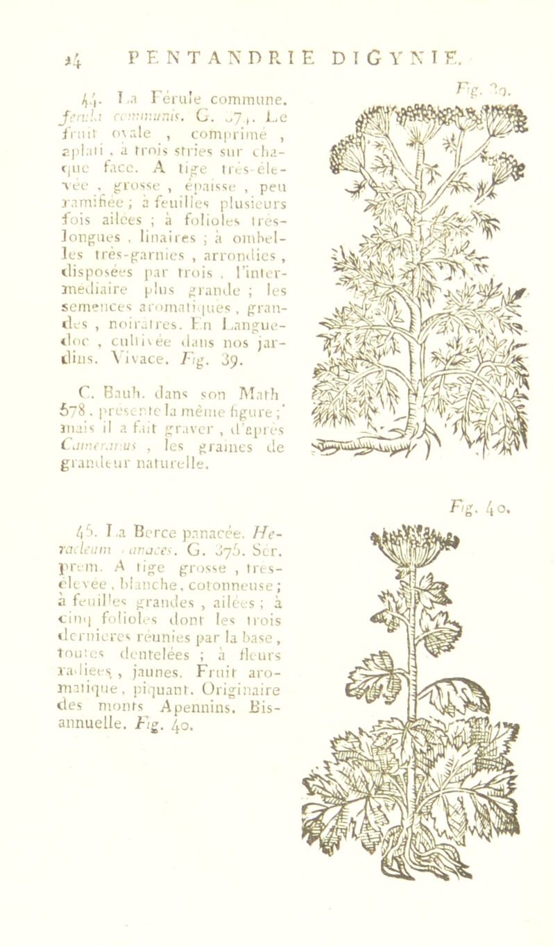 4.',. î,a Eéruîe commune. Jcrv'.d G. Le iVtiii n\ale , comprimé , splaii . a rrni's stries sur clia- cjiie face. A ti^e lics-élt- •\ e<.‘ , grosse , épaisse , peu ramitîee ; à feuilles plusieurs fois ailces ; à folioles Ires- Jongues , linaires ; à ombel- les irés-g-aruics , arrondies , disposées par trois . l’inlor- inediaire plus grande ; les semences 3rumaii |ues , pran- cles , noiraires. I n Lanpusî- «loc , cidiivée dans nos jar- iliiis. \'ivace. Fig. 39. r. Bauli. dans son Math 678 , prescric la même hpure jnais il a fut graver , d'ci>res C.iiiui\nM^ , les graines de grandeur naturelle. /i‘>. l a Berce panacée, //c- rjileiini anj:e<. G. 376. Ser. )n'em. A lige grosse , Irc-s- t'U vee , Manche, cotonneuse ; à feuilles grandes , ailées; à cim| folioles dont les Mois • Icrniercs reunies par la base, louics dentelées ; à fleurs radiées , jaunes. Fruit aro- maiiqite, piquant. Originaire des monts Apennins. Bis- annuelle. Fig. 40.