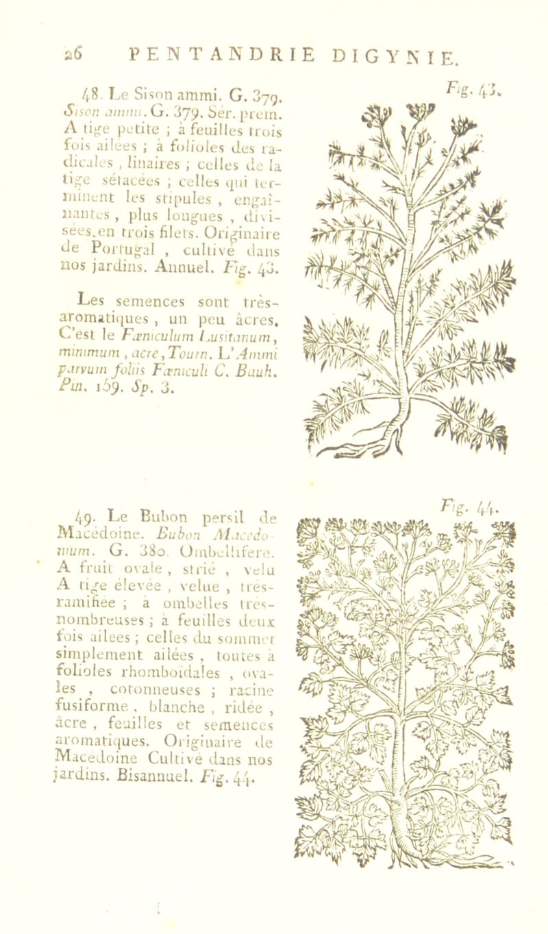 48. Le Si son ammi. G. 379. Sisen jimiu. G. 379. Ser. jncin. A li^e petite ; à feuilles trois fois ailees ; à folioles des ra- dicales , liiiaires ; celles de la Uiïe sélacecs ; celles ijni ler- îiiineiit les stipules , engaî- iiantes, plus long^ues , divi- sées.en trois filets. Originaire de Portug^al , cultive ilans nos jardins. Annuel. Lig. 43. Les semences sont très- aromatiipies , un peu âcres. L’est le fleniailinn I .us'.Uwum, minimum, Mre,Tüurn. L’.-iimm pdrvuiii fohii Firniculi C. Bauh, Fui. 169. Sp. 3. 49. Le Bubon persil de Aî acedoine. Bubon Al.iccJo riium. G. 38o. Üiiibel!ifen>. A fruit ovale, strié , velu .A ti^e elevee , velue , tres- ramifiee ; à ombelles tres- nombreuses ; a feuilles deu.x; tois ailees ; celles du sommer simplement ailées , toutes a folioles rhomboidales , ova- les , cotonneuses ; racine fusiforme , blanche , ridée , âcre , feuilles et semences aromatiques. Originaire de Macédoine Cultive ilans nos jardins. Bisannuel. Fi^. 4.4.