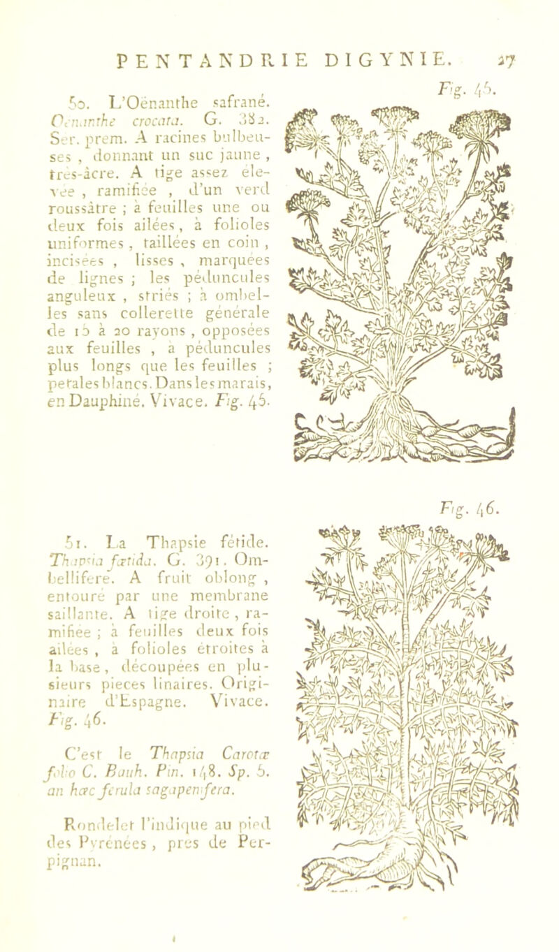 fo. L’OénaïUhe safrané. Ciihtr.îke crocdU. G. uüa. S’. r. prem. A racines bulbeu- ses , donnant un suc jaune , trcs-àcre. A tige assez ele- Aee , ramihee , d’un verd roLissàtre ; à feuilles une ou deux fois ailées, à folioles uniformes, raillées en coin , incisées , lisses , marquées de lignes ; les péduncules anguleux , striés ; à ombel- les sans collerette générale (le i5 à 20 rayons , opposées aux feuilles , a péduncules plus longs que les feuilles ; pe taies blancs. Dans le s ma rais, en Dauphiné. Vivace. Fig. 45- .'II. La Thapsie fétide. Th iv<ij f.Tudj. G. 39'- Gm- bellifcre^. A fruit oblong , entoure par une membrane saillante. A lige droite , ra- mifiée ; à feuilles deux fois ailees , a folioles étroites à la liase , découpées en plu- sieurs pièces linaires. Origi- naire d’Espagne. Vivace. Fig. 46. C’est le Thnpsia Carotæ fi'ho C. Bjuh. Fin. 148. Sp. b. an hacjcmla sag.tpen fera. Pvondelct l’indique au pied des Evrenecs, près de Per- pignan.