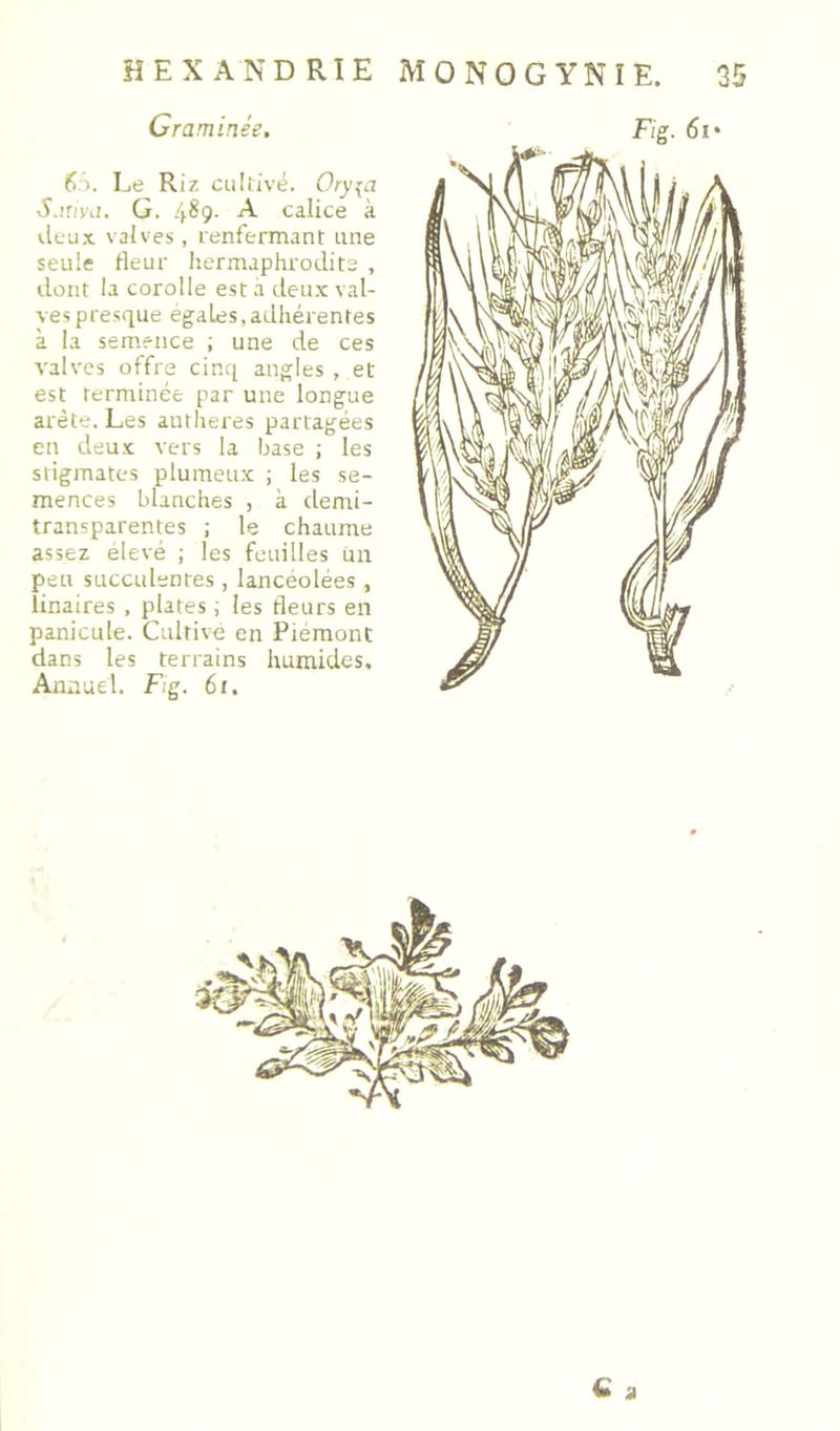 Graminée. 6). Le Riz cultivé. Ory^a S.ivui. G. 4^9- ^ calice à vieux valves, renfermant une seule fleur liermaphrodits , lient la corolle est à deux val- ves presque égalés, adliérentes à la semence ; une de ces valves offre cinq angles , et est terminée par une longue arête. Les antlieres partagées en deux vers la base ; les stigmates plumeux ; les se- mences blanches , à demi- transparentes ; le chaume assez elevé ; les feuilles un peu succulentes , lancéolées , îinaires , plates ; les fleurs en panicule. Cultive en Piémont dans les terrains humides. Annuel. Fig. 6i, Fig. 6i*