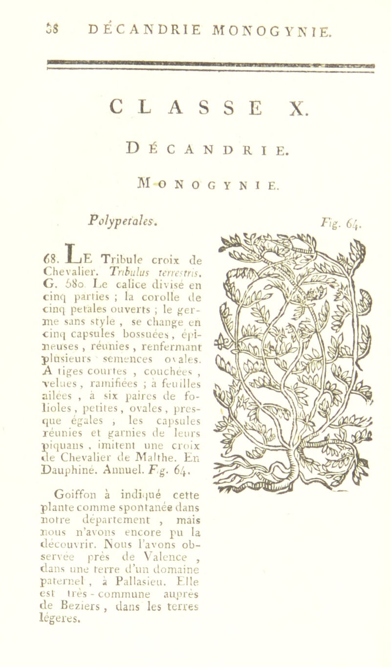 CLASSE X. Décandrie. M O N 0 G Y N I E. Polypetahs. ()%. I_iE Tribule croix tle Chevalier. Tnbuhis rerresms. G. 68o Le calice divisé en cinq parties ; la corolle tle cinq pelales ouverts ; le {(er- irie s.ins style , se change en cinq capsules bossiiées, éj-i- neuses , réunies, renfermant plusieurs semences ovales. A liges comtes , couchées , velues, ramifiées ; h feuilles ailees , à six paires de fo- lioles, petites, ovales, pres- tpie égales , les capsules réunies et garnies vie leurs piquaiis , imitent une croix de Chevalier de Malthe. En Dauphine. Annuel. F g. 64. Goiffon à indi.|ué cette plante comme spontanée dans notre département , mais nous n’avons encore pu la découvrir. JNous l’avons ob- servée près de Valence , dans une terre d’un vlomaine paternel , à Pallasicu. Elle est très - commune aujirès de Beziers, dans les terres légères.