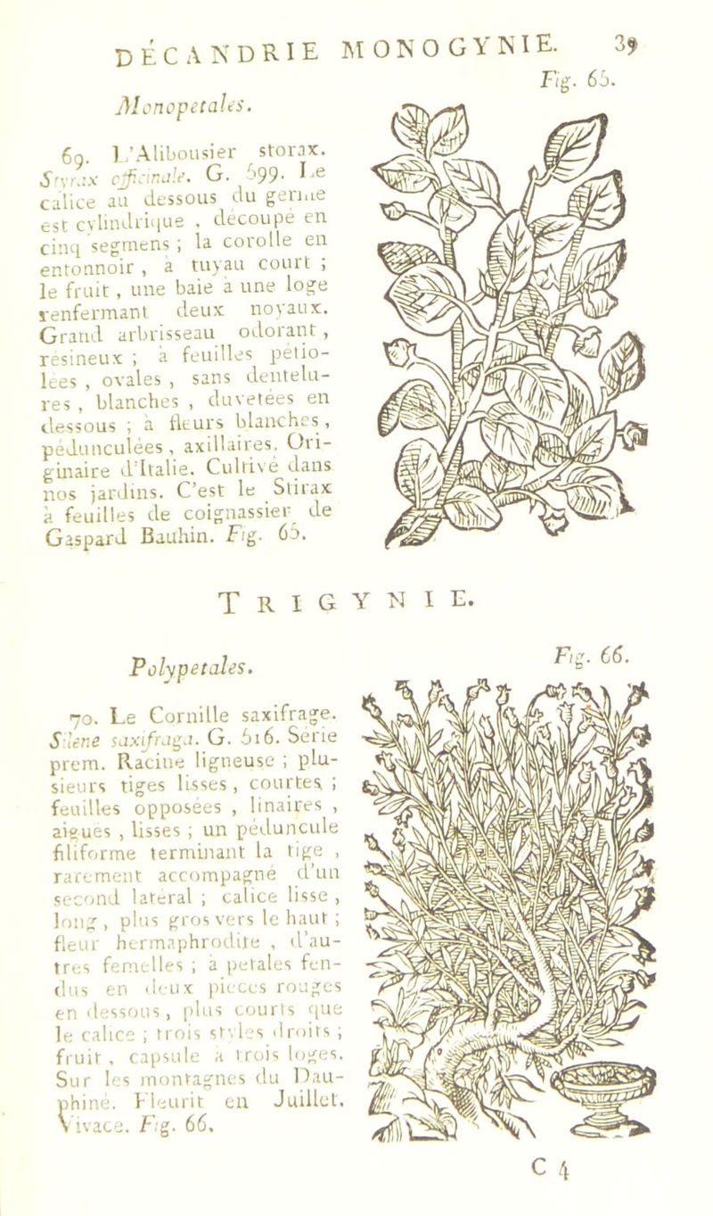 j)lonopeca!es. 6q. 1 ’Alibousier stoiMX. S'\r.:x G. 699. Ee calice au dessous du gen.ie est cvündrique , découpé en cinci segmens ; la coiolle en entonnoir , a tuyau court ; le fruit, une baie a une loge renfermant deux noyaux. Grand arbrisseau odoiairt y résineux ; a feuilles jsélio- lees , ovales , sans dentelu- res , blanches , duvetées en dessous ; a fleurs blanches , pedunculées, axillaires. Ori- ginaire d Italie. Cultivé dans nos jardins. C’est le Stiiax à feuilles de coignassier de Gaspard Bauhin. Fig. 65. T R I G Polypetdles. 70. Le Cornille saxifrage. S lene G. 616. Sérié prem. Racine ligneuse ; plu- sieurs tiges lisses , courtes ; feuilles opposées , linaires , aigues , lisses ; un péduncule filiforme ternrinant la lige , rarement accompagné d’un second latéral ; calice lisse , long, plus gros vers le haut ; fleur hcrm.iphrodile , d’au- tres femelles ; à petales fen- dus en deux pièces rouges en ilessous, plus couris t|Uü le calice ; trois st'.les droits ; fruit, capsule a irais loges. Sur les montagnes du Dau- phiné. lleiirit eu Juillet. \ ivace. Fig. 66. Fig. 65. Y N I E* F,g. 66.