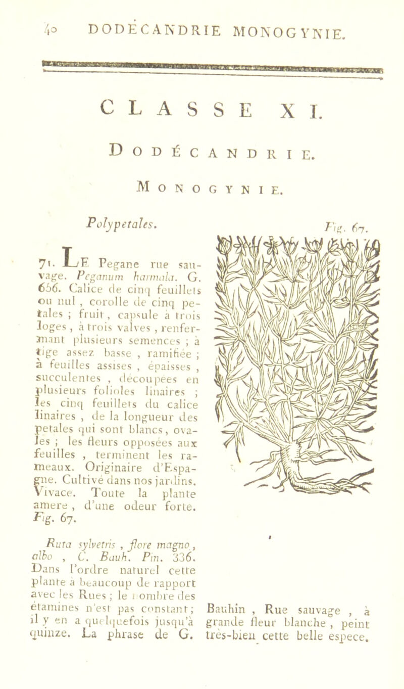 CLASSE XI. Dodécandrie. M O N O G Y N I E. Polypetales. 7<- Le Pegane nie sau- vaji’e. Pcganum hamuiLi. G. 666. Calice de cinq feuillels on nul , corolle tic cinc| pé- tales ; fruit , capsule à Irois loges, h Irois valves , renfer- ïiiant plusieurs semences ; à tige assez liasse , ramifiée ; a feuilles assises , épaisses , succulentes , decoupees en plusieurs folioles linaires ; les cinq feuillets du calice linaires , de la longueur îles petales qui sont blancs, ova- les ; les fleurs opposées aux feuilles , terminent les ra- meaux. Originaire d’Espa- gne. Cultivé dans nos jardins. \dvace. Toute la plante amere , d’une odeur forte. Fig. 67. Rma sylvetris , jlore magno, alho , C. Bituh. Pin. 336. Dans l’ordre naturel cette plante à beaucoup de rapport avec les Rues ; le 1 ornlire îles étamines n'est jias constant; il y en a quelquefois jusqu’à fquiuze. La phrase de G. Fig- 67. Bauhin , Rue sauvage , à grande fleur blanche , peint ires-bteii cette belle espece.