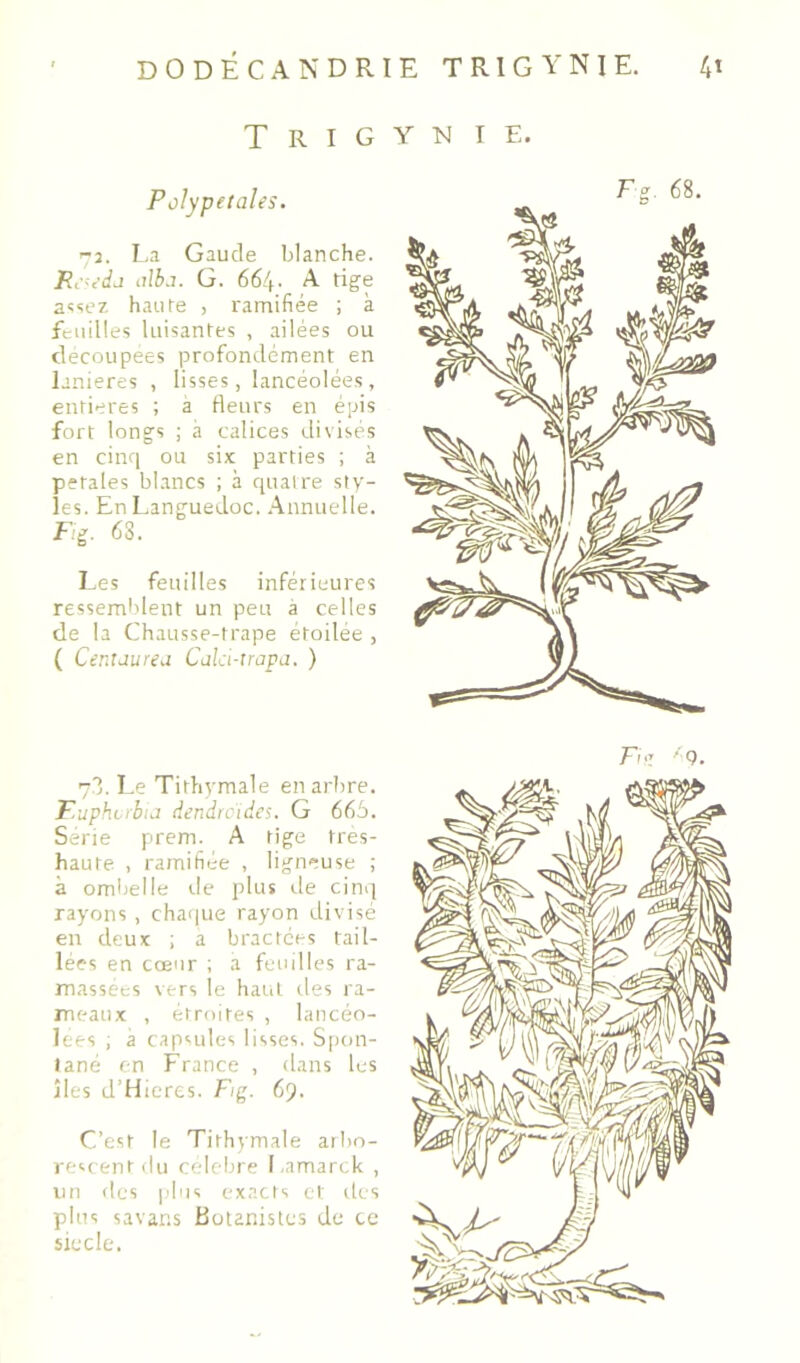 T R I G PoJypelales. '-2. La Gaucle blanche. G. 664. A tige a<:sez haute , ramifiée ; à feuilles luisantes , ailées ou clecoupees profondément en lanières , lisses, lancéolées, entières ; a Heurs en épis fort longs ; à calices disisés en cinq ou six parties ; à petales blancs ; à quatre sty- les. En Languedoc. .A,nnuelle. L'ig. 63. I.es feuilles inférieures ressemblent un peu a celles de la Chausse-trape étoilee , ( CentJurea Cala-trapa. ) 73. Le Tithvmale en arbre. F.uphcrbia dendrcida. G 665. Sérié prem. A tige tres- haute , ramifiée , ligneuse ; à omlielle rie plus île cinq rayons, chaque rayon divisé eu deux ; a bractées tail- lées en cœur ; a feuilles ra- massées vers le haut des ra- meaux , étroites , lancéo- lées , a capsules lisses. S[)on- tané en Erance , dans les îles d’Hicres. Fig. 69. C’est le Tithymale aibo- rescentdu célébré I amarck , un des plus exacts et des plus savar.s Botanistes de te siecle. y -N I E.