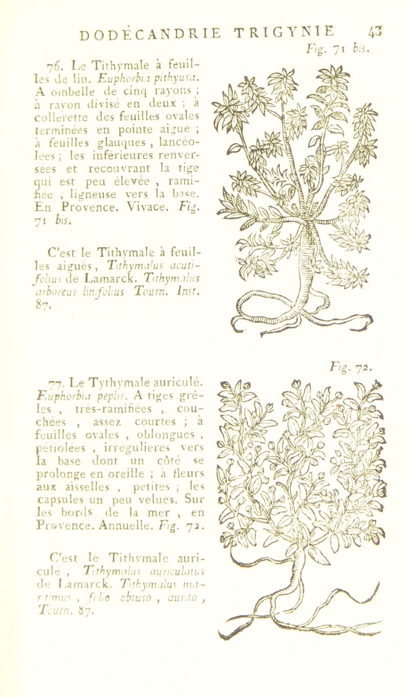 dodêcandrie 76. Le Tithymale à feuil- le? Je lin. Euphcrbi.i pithyu<;j. A ojnbelle Je cinq rayons ; à ravon divisé en Jeux ; a collerette des feuilles ovales terminées en pointe ai:tue ; à feuilles glauques , lancéo- lées ; les inferieures renver- sées et recouvrant la tige qui est peu élevée , rami- fiée , ligneuse vers la base. En Provence. Vivace. Fig. 71 bis. C’est le Tithymale à feuil- les aiguës , Tithymahs jcuri- folius Je Lamarck. Tithym.dus arboreus linfolus Tourn, Insr. 87. T R I G Y N T E Fg. 7 43 I bis. Le Tyrhym.ale aiiriculé. F.uphorbui pephs. A tiges grê- les , tres-rarnifiees , cou- chées , assez courtes ; à feuilles ovales , oblongues , petiolées , irregulieres vers la base dont un cAté se prolonge en oreille ; à Heurs aux aisselles , petites ; les capsules un peu velues. Sur les bords Je la mer , en Provence. Annuelle. F/g. 72. C’est le Tirlivmalc auri- cule , Tirhymnlui auricuLiius lie I.arnarck. Tithymdus iiut- r r tviis , f(7.(5 cbtuîo , aiinto , T.urn. 37. F/g. 72-