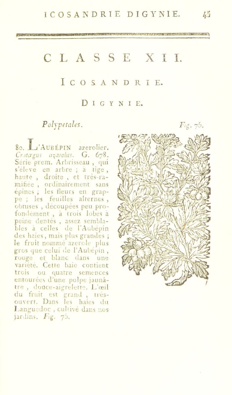 CLASSE XII. ICOSANDRIE. D I G Y N I E. Poîypetahs. 8o. I-i’AubéPIN azerolier. Cr.ihrgus a^^jrolus. G. 678, Sérié prem. Arbrisseau , tiui s’eleve en arbre ; a tige , haute , droite , et très-ra- mihee , ordinairement sans épines ; les fleurs en grap- pe ; les feuilles alternes , obtuses , découpées peu pro- fondément , à trois lobes à peine dentés , assez sembla- bles a celles de l’Aubépin des haies, mais plus grandes ; le fruit nommé azcrole plus gros ijue celui île l'Aubépin , rouge et blanc dans une variété. Cette baie contient trois ou f|uatre semences entourées d’une pul[)e jaunâ- tre , doüce-aigrelett'’. f.’neil du fruit est graïul , tres- oiisert. Dans les haies du I.anguedoc , euliivé dans nos jardins, /jg. 76.