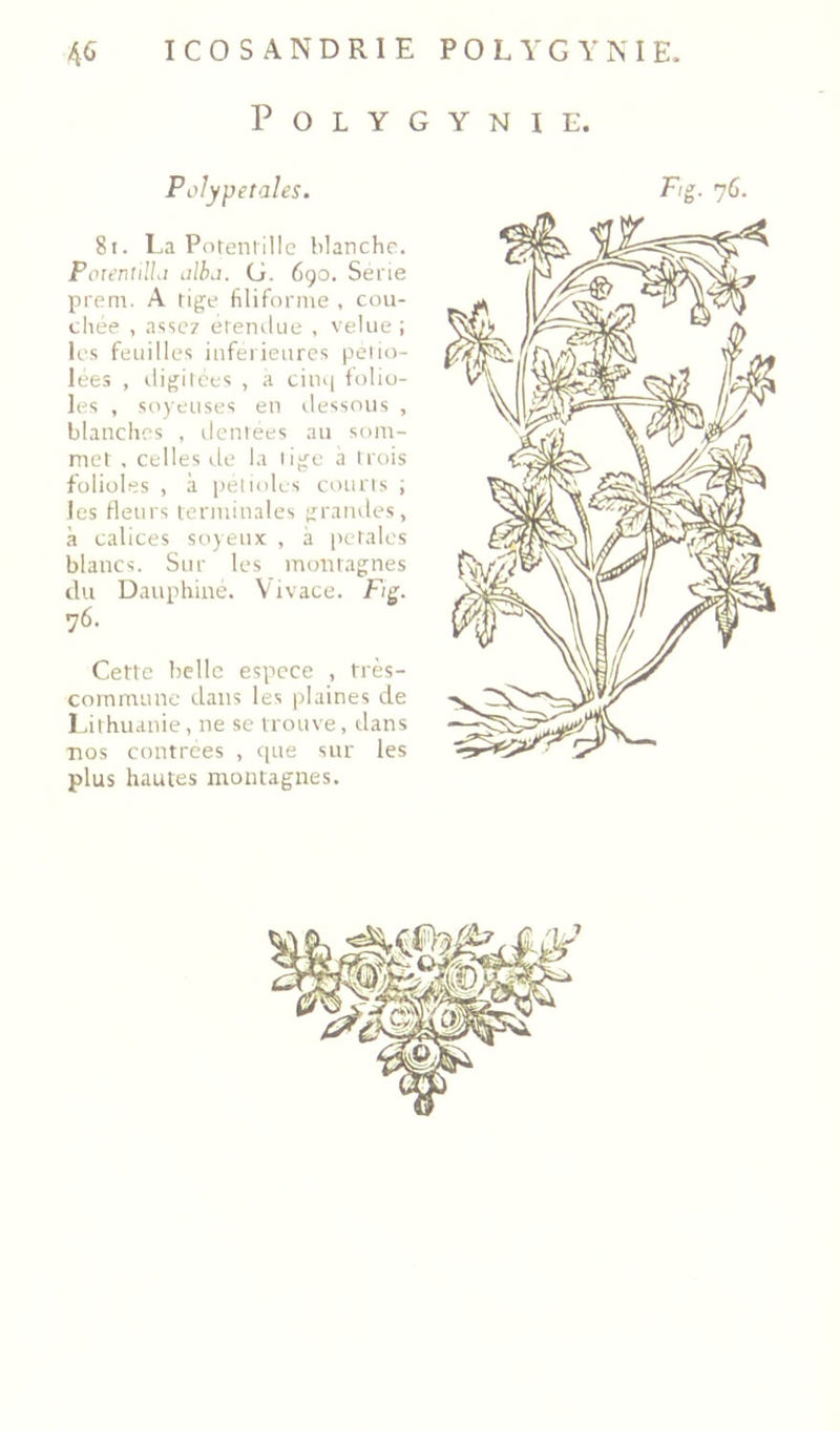 Polygynie. 8ï. La Poteniille Manche. PcnentilLi Lilbd. G. 690. Sérié prem. A tige filiforme , cou- chée , assc7 étemlue , velue ; les feuilles inferieures peiio- lees , digilées , a cimi folio- les , soyeuses en dessous , blanches , déniées au som- mel , celles (.le la lige à trois folioles , à péliides couris ; les fleurs terminales grandes, à calices soyeux , à pétales blancs. Sur les inoittagnes du Dauphiné. Vivace. Fig. 76. Cette belle espece , très- cornnuine dans les jilaines de Lithuanie, ne se trouve, dans nos contrées , que sur les plus hautes montagnes.