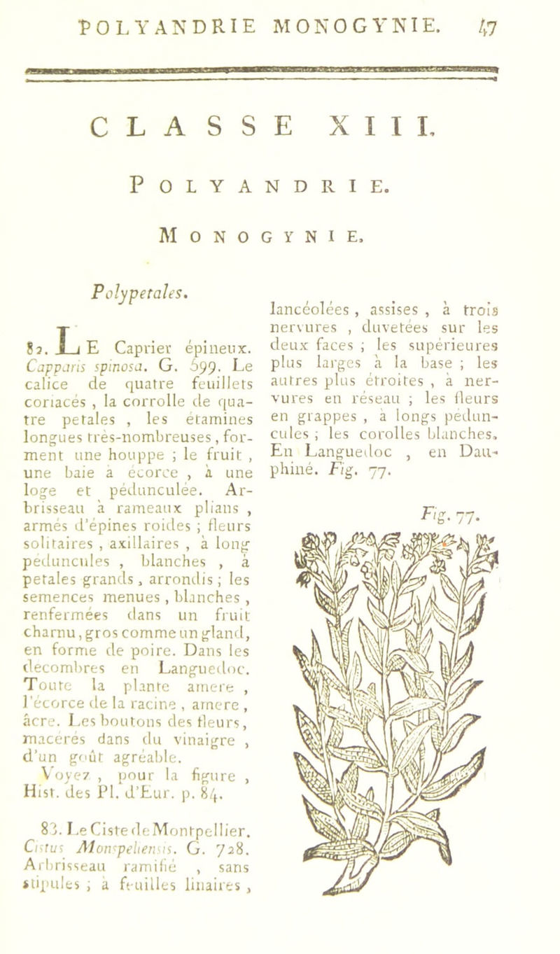 CLASSE XII L Polyandrie. M O N O G Y N I E. Polyperales. 8 J. JLi E Câprier épineux. Cjpparis spinosa. G. 699. Le calice de quatre feuillets coriacés , la corrolle de qua- tre petales , les étamines longues très-nombreuses, for- ment une houppe ; le fruit , une baie a écorce , à une loge et pédunculée. Ar- brisseau à rameaux plians , armés d’épines roides j fleurs solitaires , axillaires , à long peduncules , blanches , à petales grands, arrondis ; les semences menues, blanches , renfermées dans un fruit charnu, gros comme un glaml, en forme de poire. Dans les décombres en Languedoc. Toute la plante ariiere , lecorce de la racine , arnere , âcre. Les boutons des fleurs, macérés dans du vinaigre , d’un goût agréable. Voye? , pour la figure , Hist. des PI. d’Eur. p. 84. 83.1.eCistedeMontpelIier. Cisruî Aloivpeliensis. G. 728. Arbrisseau ramifié , sans stipules i a feuilles linaires , lancéolées, assises , à trois ner\Lires , duvetées sur les deu.x faces ; les supérieures plus larges à la base ; les autres plus étroites , à ner- vures en réseau ; les fleurs en grappes , a longs pedun- cules i les corolles blanches. En Langueiloc , en Dau- phiné. F(g. 77. Fl ^ ^7 'b* i h