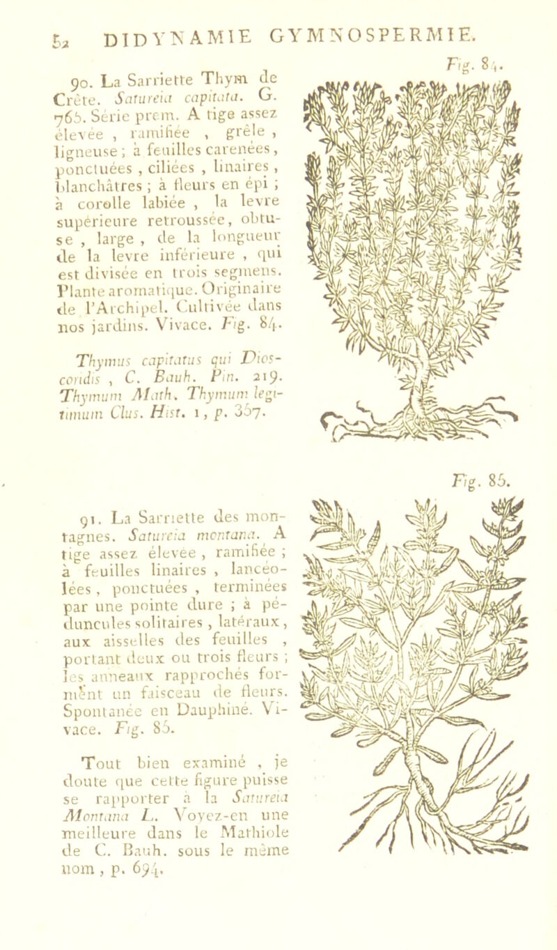 DIDY^AMIE GYMNOSPERMIE. 90. La Sarriette Thym (le Crète. Saturc'hi oipiMfii. G. 766. Sérié prcm. A tige assez élevée , rainihee , grêle , ligneuse; à feuilles carénées, ponctuées , ciliées , linaires, lilanchâtres ; à (leurs en épi ; à corolle labiée , la levre supérieure retroussée, obtu- se , large , de la longueur lie la levre inférieure , >iui est divisée en trois segmens. Plante aromatiiiue. Originaire lie l’Archipel, (.ultivée dans nos jardins. Vivace. Fig. 84. Thymus cap'mitiis qui Pics- cenc/is , C. Biiuh. Fin. 219. Thymum Almh. Thymum legi- iimuin dus. Hist, 1, p. 307. F,g. 8'.. F,g. 86. 91. La Sarriette des mon- tagnes. Sature:J mentar.a. ^ A tige assez élevee , ramifiée ; à feuilles linaires , lancéo- lées , ponctuées , terminéiis par une pointe dure ; à pé- duncules solitaires , latérau.x, aux aisselles tles feuilles , portant ileux ou trois Heurs ; 1 ris anneaux rapprochés for- mant un faisceau de Heurs. Spontanée en üauphiné. Vi- vace. F/g. 85. Tout bien examiné , je doute <[ue celte figure puisse se rai'[)orter a la Saturei.i Mcmuina Vovez-en une meilleure dans le Mathiole de C. Ilauh. sous le même nom , p. 694.