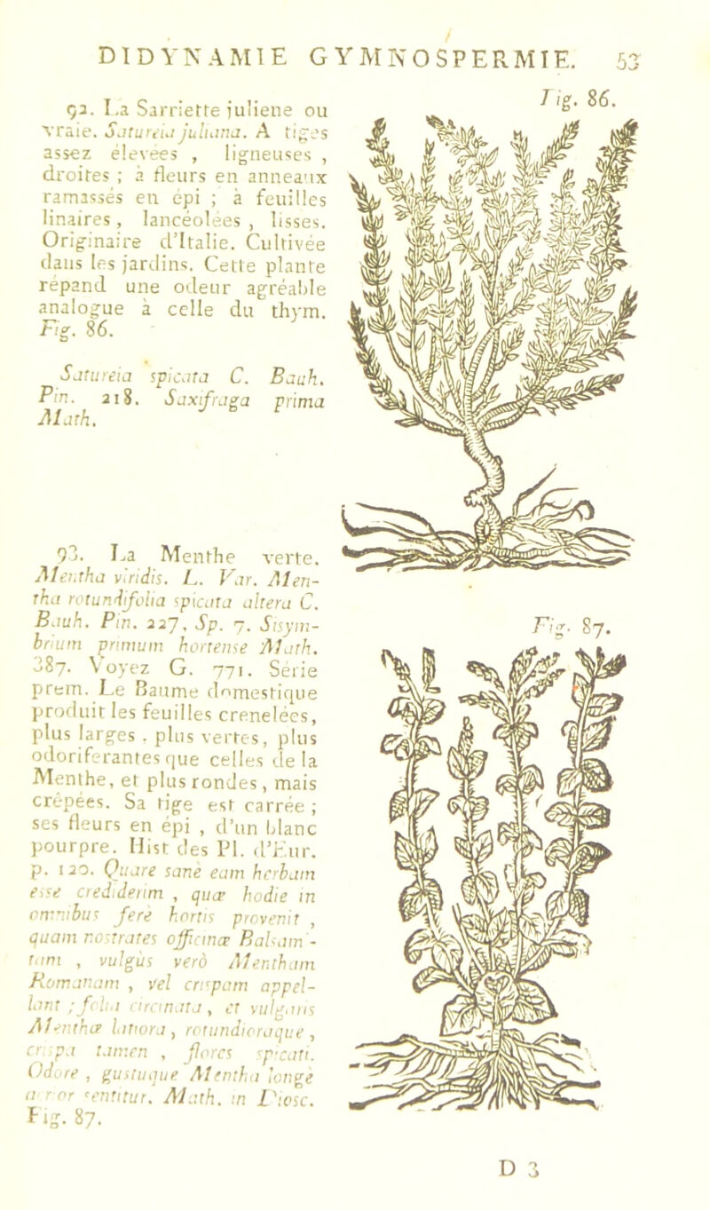 Q3. I.a Sarriette iu'iene ou vraie. SjturcuiJuluinj. A tig’es assez élevees , lig^neuses , droites ; à fleurs en anneaux ramassés en épi ; à feuilles linaires , lancéolées , lisses. Orig-inaire d’Italie. Cultivée clans les jardins. Cette plante répand une odeur agréable analogue à celle du thym. Fig. 86. Sjtureiü spicjta C. Bauh. Pin. 218. Saxifrjga prima Alath. 93. La Menthe verte. Alet.tha viridis. L. Var. Alen- rka rotundifolia spicura altéra C. B.iuh. Pin. 227. Sp. 7. Saym- hrnun primum hortense 'Math. 387. Voyez G. 771. Seiie prem. Le flaume demesticpie produit les feuilles crénelées, plus larges . plus vertes, plus odoriférantes que celles delà Menthe, et plus rondes, mais crêpées. Sa tige est carrée ; ses fleurs en épi , d’un Manc pourpre. Hist des PI. d’Kur. p. 120. Quare sane eam herham eise credidetim , qucp hodie in omnibiit fere hnrtis provenit , quant nortrates ojfianæ Babam- rani , vulgùs verô Mentham Romanam , vel ernpam appel- lant :fcha aran.ita , et vuig.nis A1->nthtr lattor.i, roiundioraque , a p.t tamen , Jlorcs sp-cati. Odùre , gustuque Mtmha longe n ror ’entitur. AJuth. in L'tosc. f *?. 87. 7 Ig. 86. D 3