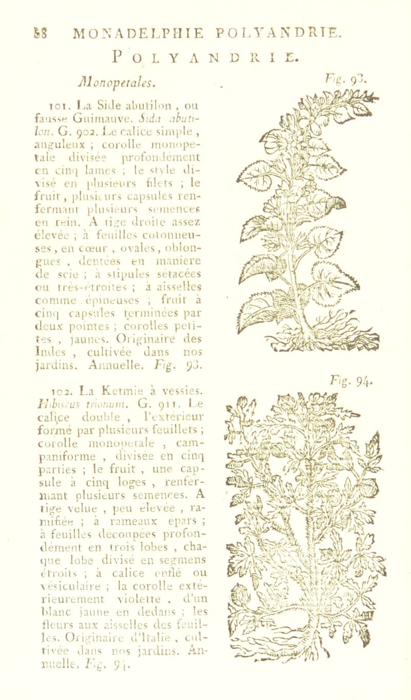 &S MONADELPPIIE POLYANDRIE. Polyandrie. Jflonppetales. TOI. lia Side abiitilon , ou fausse Guimauve. Sid,i ,jbuu~ Ion. G. 902. l.e ralice simide , ang'uleux ; corolle monope- tale divisée profoii leuTent en cini| lames ; le si vie ili- \isé en plusieui's Llcrs ; le fruit, jdusiiurs capsules ren- ferm.uit plusieurs si-mencef: en rein. A lii^e droiie assez élevée ; à feuilles coioniieii- ses, en cœur , ovales, oblon- {,^ues , ilentées en tnaniere de scie ; à siipules setacées ou tres-ciroi!es ; a aisselles comme . épineuses ; fruit à cinq capsules terminées par deu.x pointes ; corolles peti- tes , jaunes. Oi i[(inaire des Indes , cultivée dans nos jardins. Annuelle. F/g. ')j. 1C2. La Ketmie à vessies. Jhbiu'U!: trionuin. G. 911. l e calijCe douljle , l’cxterieiir formé par plusieurs feuillets ; corolle monojnuale , cam- paniforme , divisée en cinq parties ; le fruit , une cap- sule à cinq loges , renfer- mant plusieurs semences. A tige velue , peu elevée , ra- mifiée ; à rameaux epars ; à feuilles découpées profon- dément en trois lobes , cha- que lobe divisé en segmens étroits ; à calice cutlé ou \esiculaire ; la corolle exté- rieurement violette . d’un blanc jautie en dedans ; les ilcurs aux aisselles des feuil- les. Originaire d’Italie , cul- tivée dans nos jardins. An- nuelle. F.g. 9(.