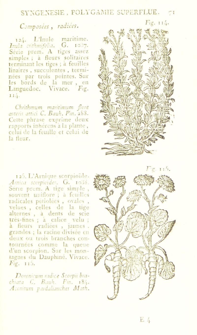 C:mposèes , radwes. l’F I.’Imile maritime. :rihn::fc'.J. G. 10^7. Sérié prem. A tiges as.scz simples ; à fleurs solitaires terminant les tiges ; à feuilles linaires , succulentes , termi- nées par trois pointes. Sur les bords de la mer , en Languedoc. Vivace. Fig. Il Chritkmum mantimiim flore a'tens Lirtici C. Euuh. Pin. 28L Cette phrase exprime deu.x rapports inhérens a la plante , celui de la feuille et celui de la fleur. ! 2 J. L’Arnique scorpiniile. -■irnu\t sccrpu'ide-. G. lolo. Serie prem. A tige simple , souvent uiiiflore ; a feuilles radicales peiiolecs , nsales , velues , celles de la lige alternes , a dents île scie tres-hnes ; à calice velu ; à fleurs radiées , jaunes . grandes ; la racine ilivisce en deu.x f)U trois branches con- tournées comme la (|ueue d’un scorpion. Sur les mon- tagnes du Dauphiné. Vivace. Fig. II.. T'>oroni:'um r.idice .Lerpii hra- chijtit C. P.itih. fin. i8j.. .A.iinitum p.iid.i!uind:es J\I.uh. E