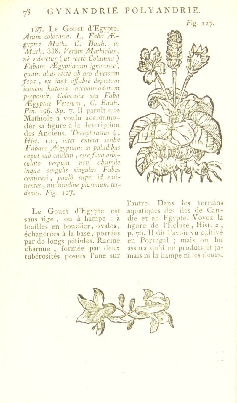 7? GYNANDRIE 137. Le Gouet d’E^'pte. Arum colocci^ia. h. Fabci Æ- §yptia ALnh. C. Bauh. in Aiuth. 338. Verùm Aiarhiohn, ne videretur ( ut rectè Columrni ) Fahiim Ægyptiaram igncMsrc', qujm allas rectè ah aro diversam feat , ex tde.) affabrè depictani iconem historuv accommodatain proposuit. Colocasia seii Faba Ægyptue Vetcrum , C. Bauk. Pin. 196. Sp. 7. 11 paroîr que Mathiole a voulu acconuno- tler sa ligure à la description des Anciens. Tkcophrastus 4 , liist. 10 , inter exteia scribit Fabam Ægyptiam in paludihiis caput sub caiilein , esse Java crbi- culato vespuin non absimile inque singulis singu/as Fabas contineri, paulo super id emi- nentes, multitudine plunmum ter- denas. Fig. 127. Le Gouet d’Egypte est sans lige , ou à hampe ; à feuilles en lioiiclier, ovales, échancrées à la base, jiortées par de longs pétioles. Racine charnue , formée par deux tubérosités posées l’une sur POLYANDRIE. Fig. 127. l’autre. Dans les terrains aquatiques des îles de Can- die et en Kgvpte. Voyez la ligure de l’F.cluse , llisi. 2 , p. 7,'). 11 dit l'avoir vu cultivé en Portugal ; mais on lui assura qu’il ne produisoii ja- mais ni la hampe ni les Heurs.