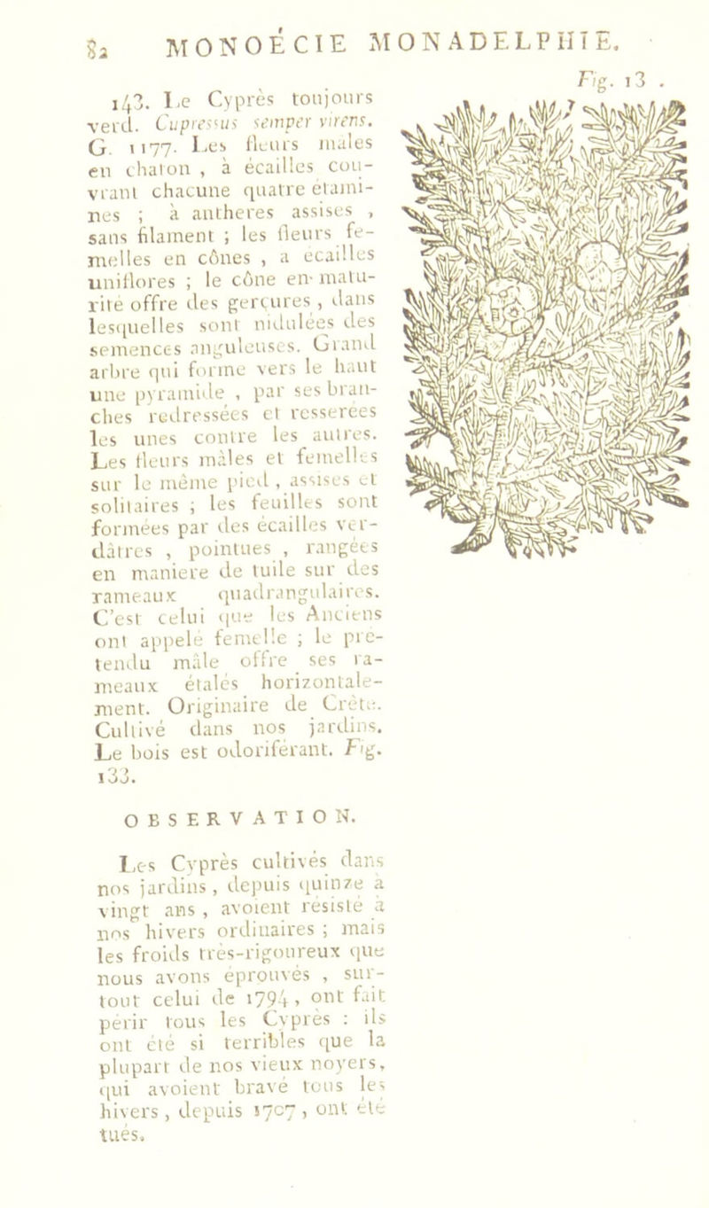 Sa MONOECIE .AION ADELPilîE. 143. Ee Cyprès toiijoms verd. CupresHis $empcr virens. (J, 1177. Les ileiirs males en thaï on , à écailles cou- vrani chacune quatre elaini- nes ; à aniheres assises , sans hlament ; les lleurs fe- uniÜores ; le cône en- matu- rité offre des geruires , dans lesquelles sont nidulees des semences nn^^uleuscs. Grand arbre qui forme vers le haut une pyramide , par ses bran- ches redressées et resserees les unes contre les autres. Les lleurs mâles et femellts sur le même l’icd . assises vt solitaires ; les feuilles sont formées par des écailles vt=r- dàtrcs , pointues , miiKéts en maniéré de tuile sur des rameaux qnadrangulairos. C’est celui que les Anciens ont appelé femelle ; le pré- tendu mâle offre ses ra- meaux étales horizontale- ment. Originaire de Crete. Cultivé dans nos jardins. Le bois est odoriférant, f'g. i33. OBSERVATION. Les Cvprès cidtivés dans nos jardins , depuis iiuinze a vingt ans, avoient résisté à les froids très-rigoureux que nous avons éprouvés , sur- tout celui de 1794 , ont fait périr tous les Cyprès : ils ont été si terribles c[ue la plupart de nos vieux noyers, qui avoient bravé tous les hivers, depuis 1707 , ont été tués.